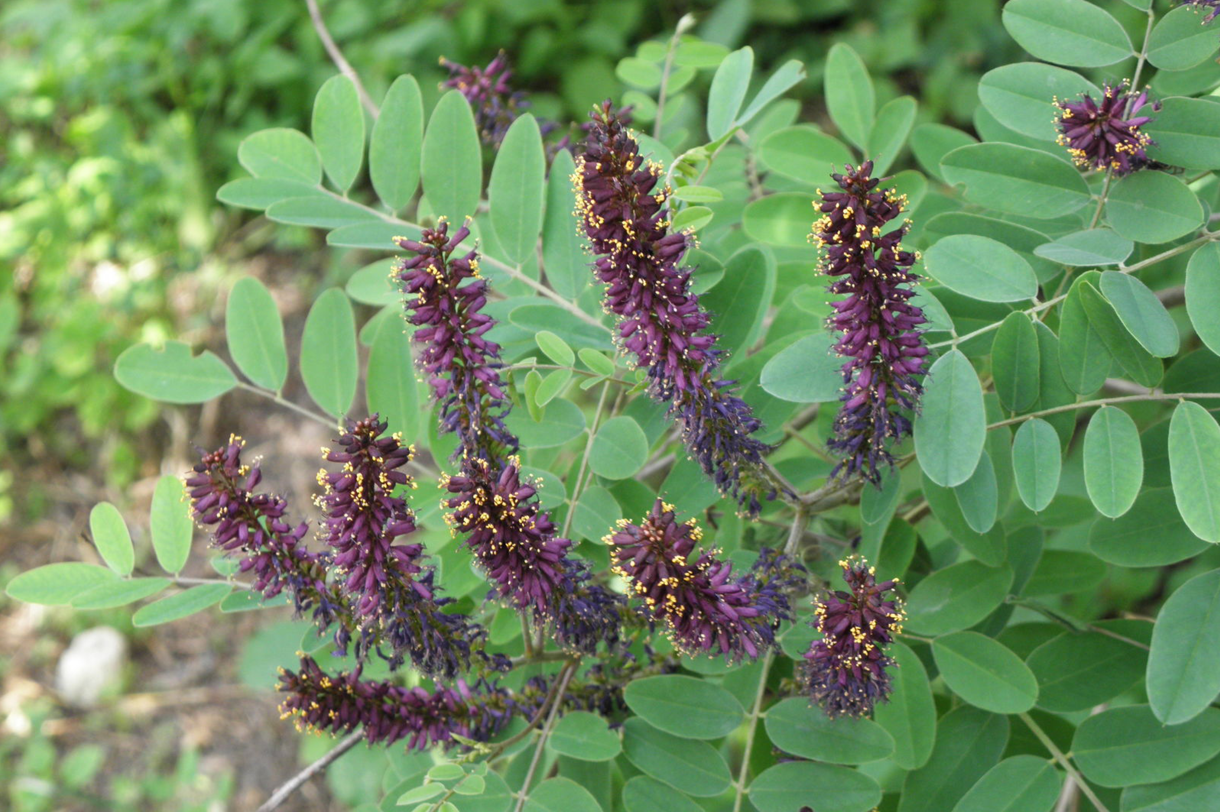 Amorpha faux indigo