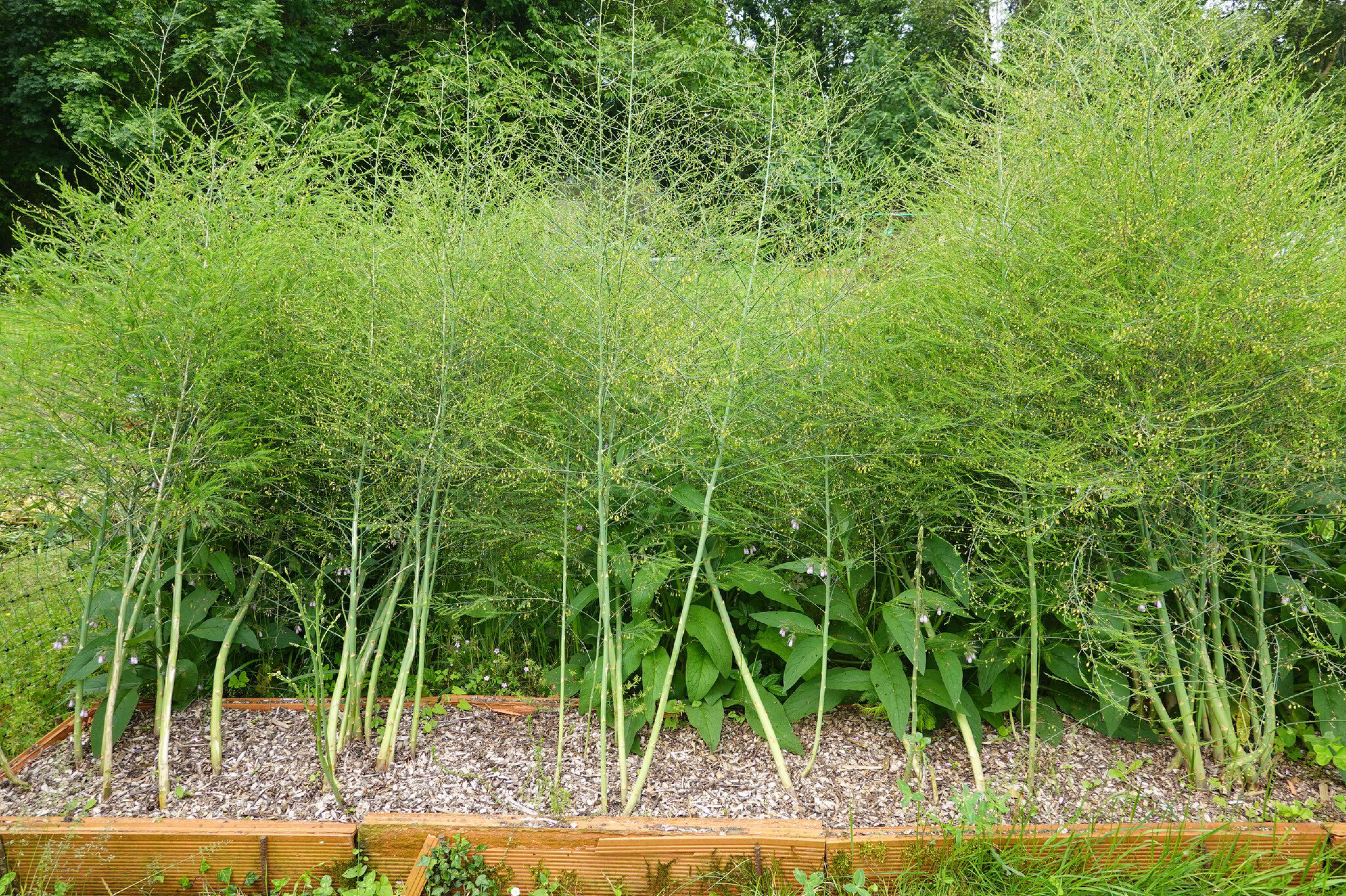 Asperge