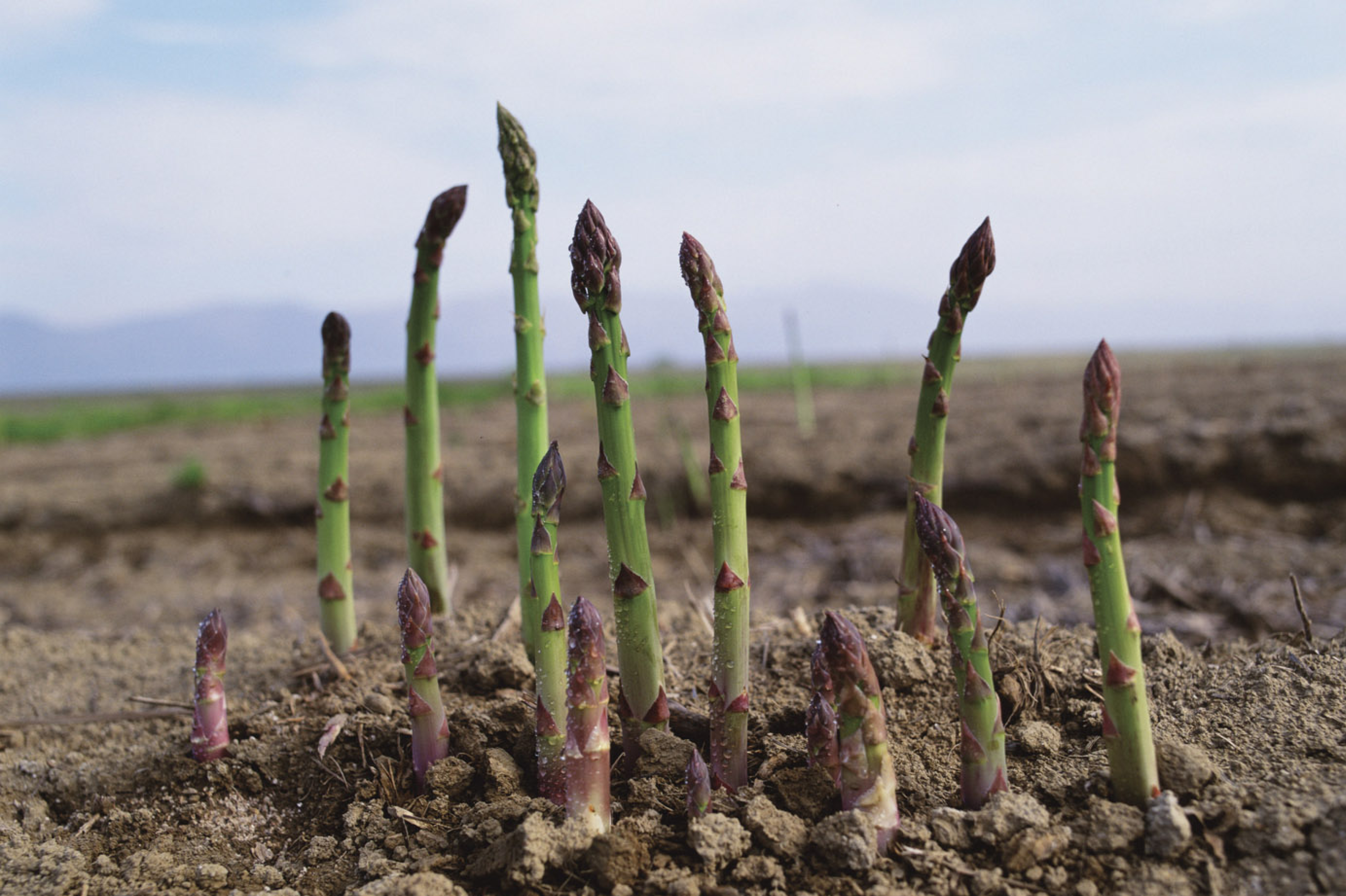 Asperge