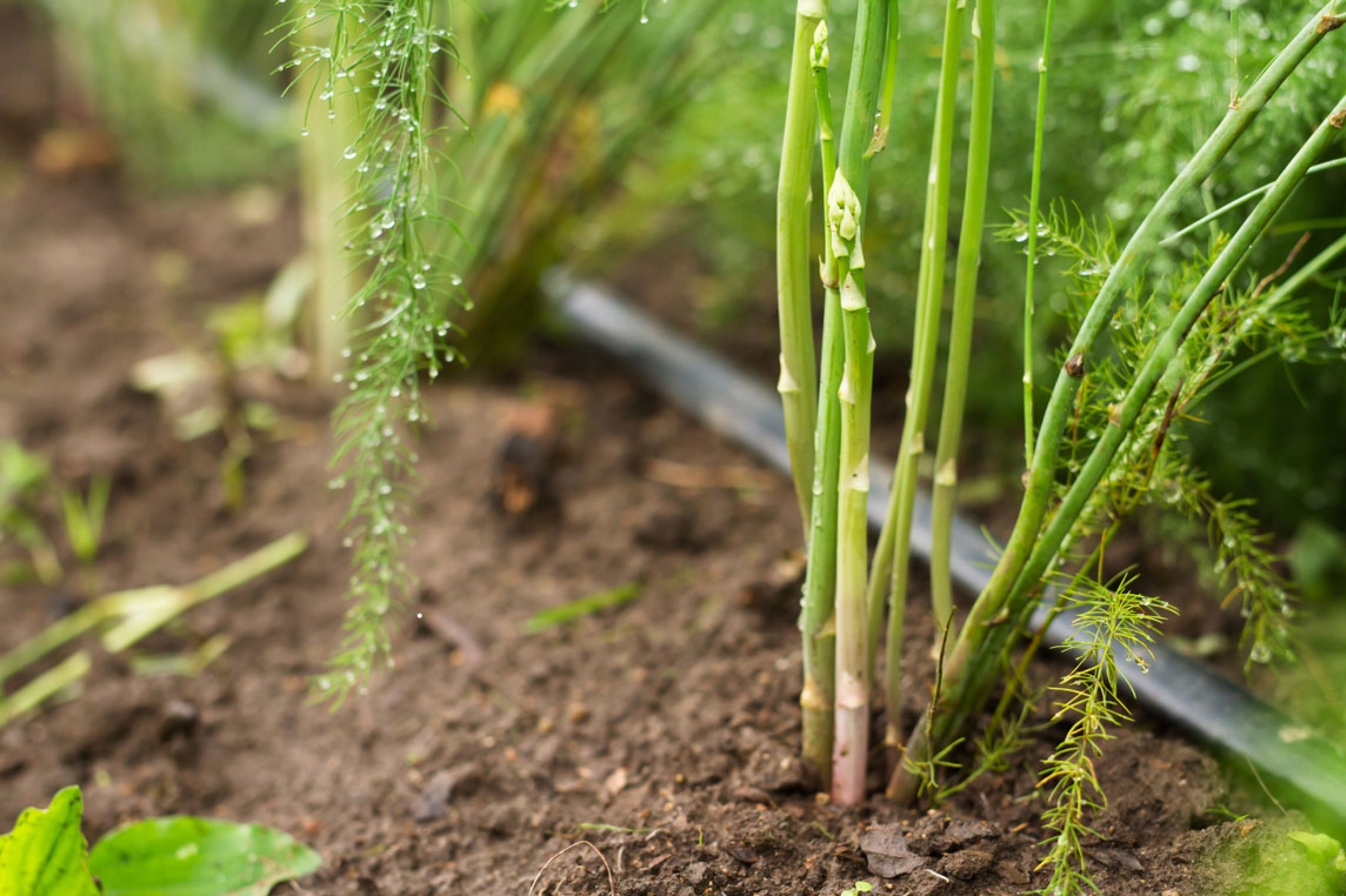 Asperge