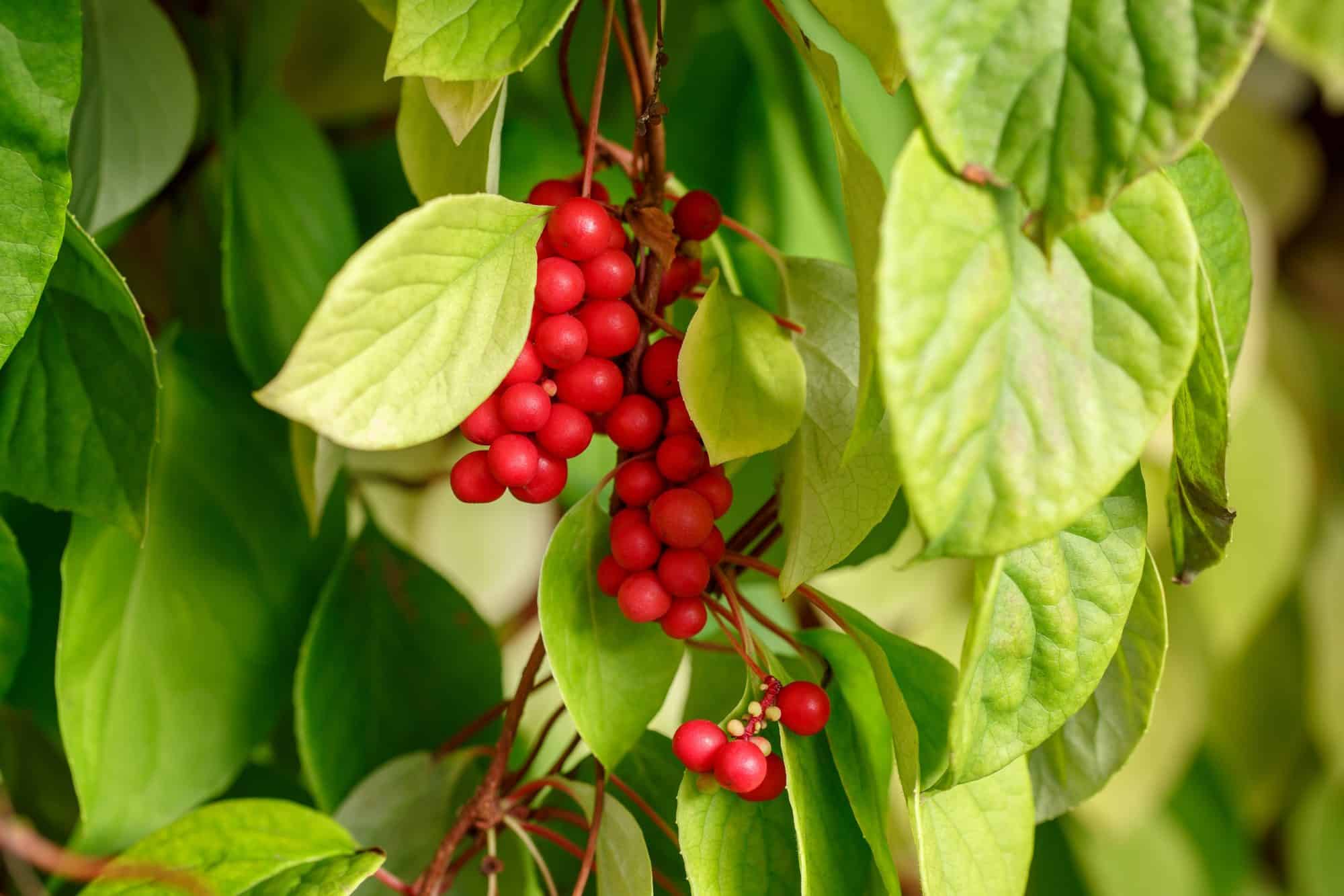 Baie des 5 saveurs (Schisandra)