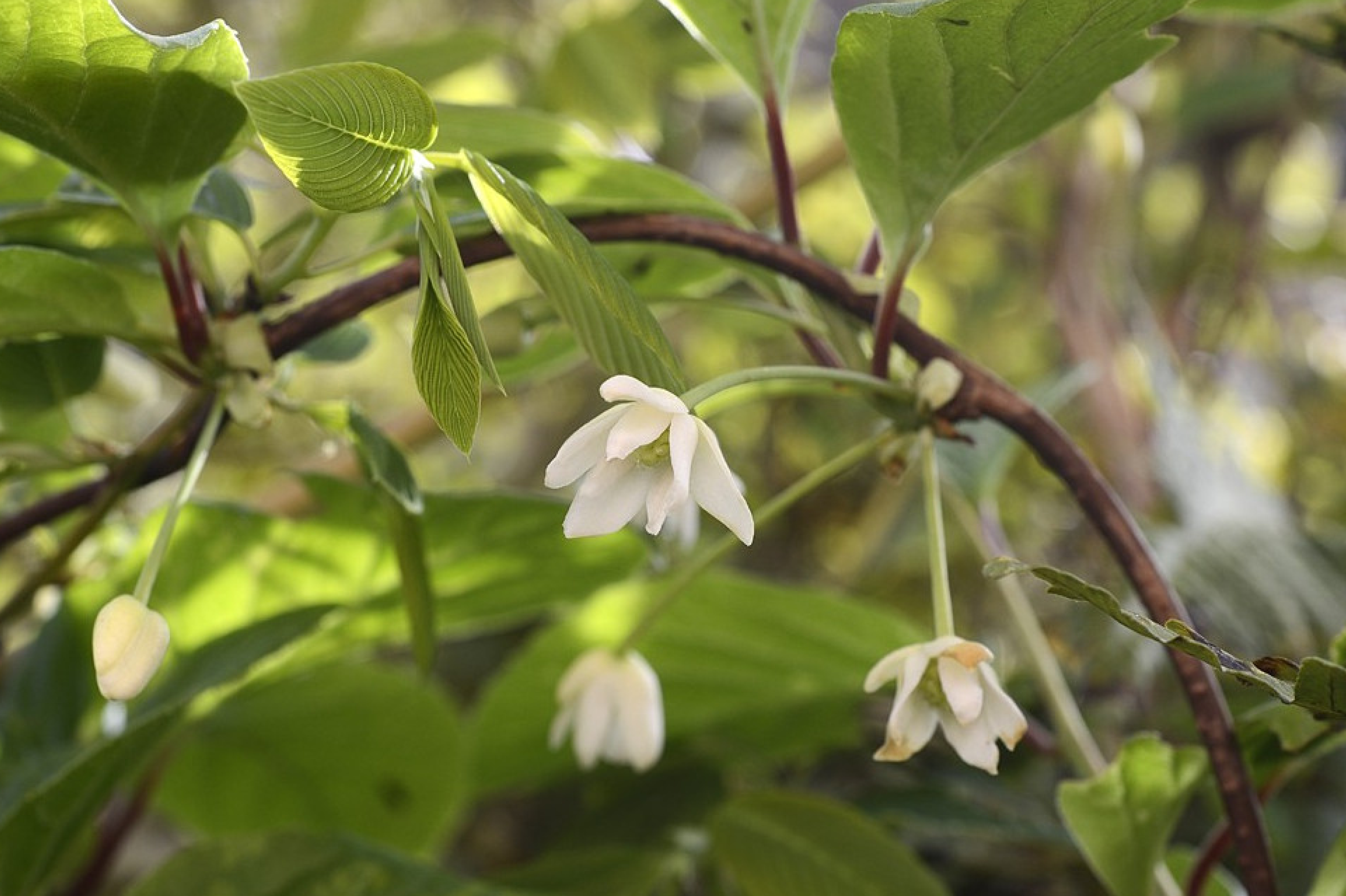 Baie des 5 saveurs (Schisandra)