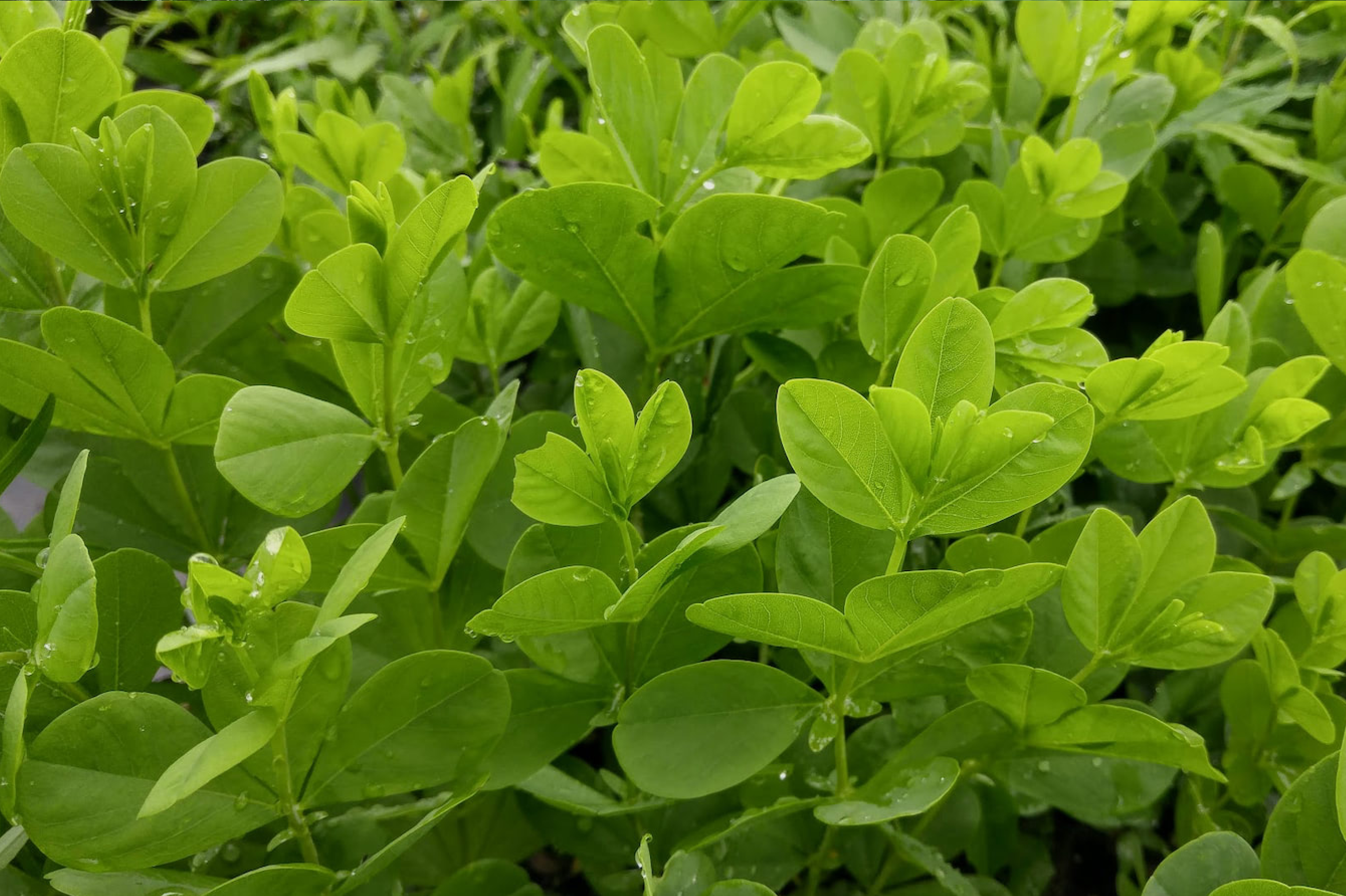 Baptisia australis