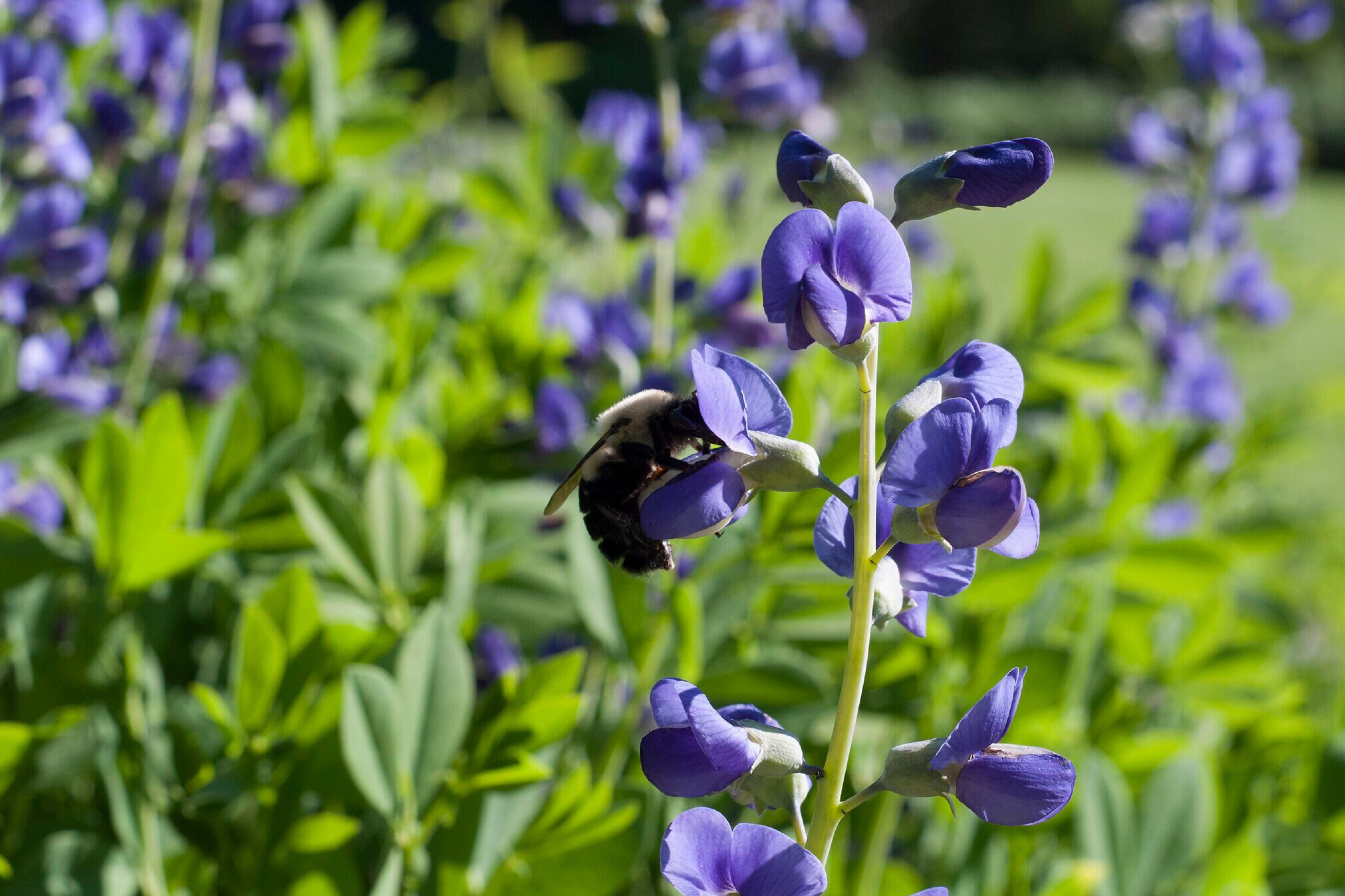 Baptisia australis