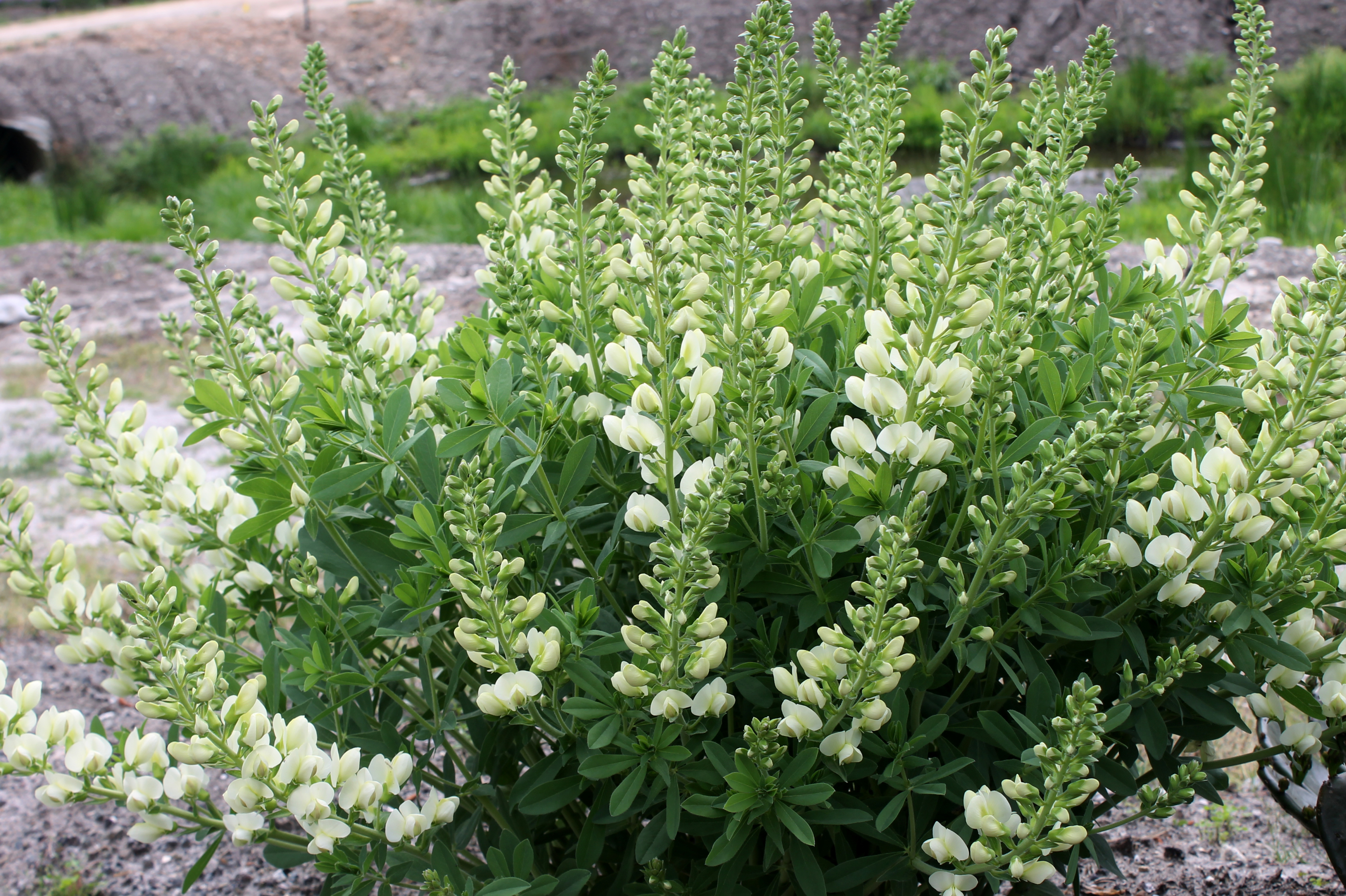 Baptisia australis