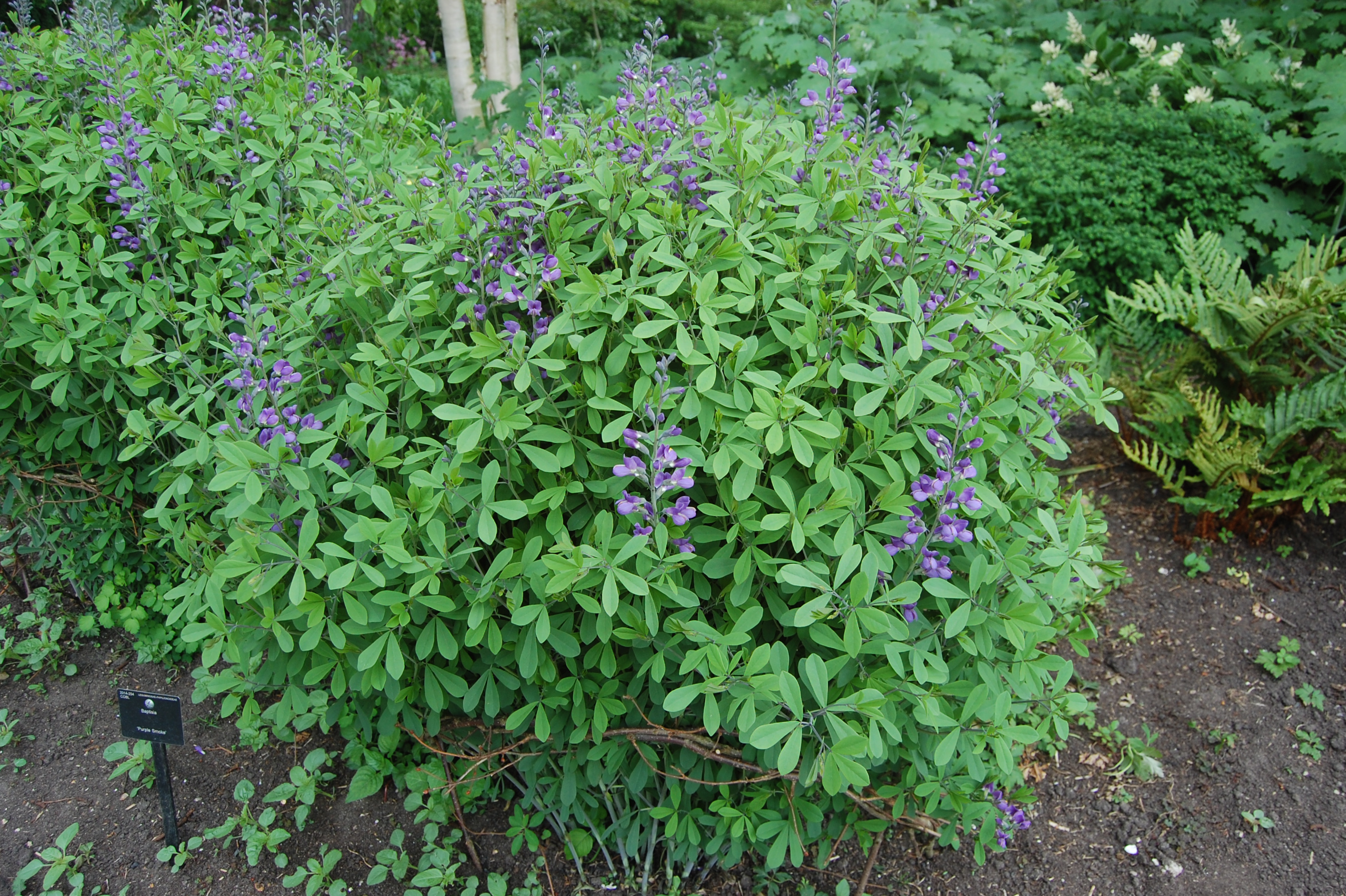 Baptisia australis