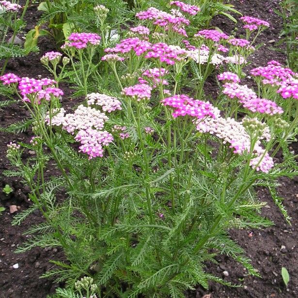 Achillée millefeuille ‘Cerise Queen’