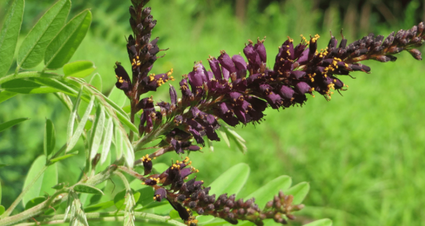 Amorpha faux indigo