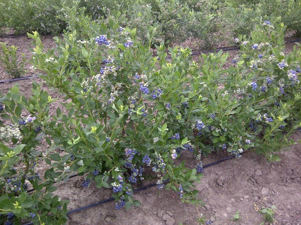 Bleuetier ‘Polaris’