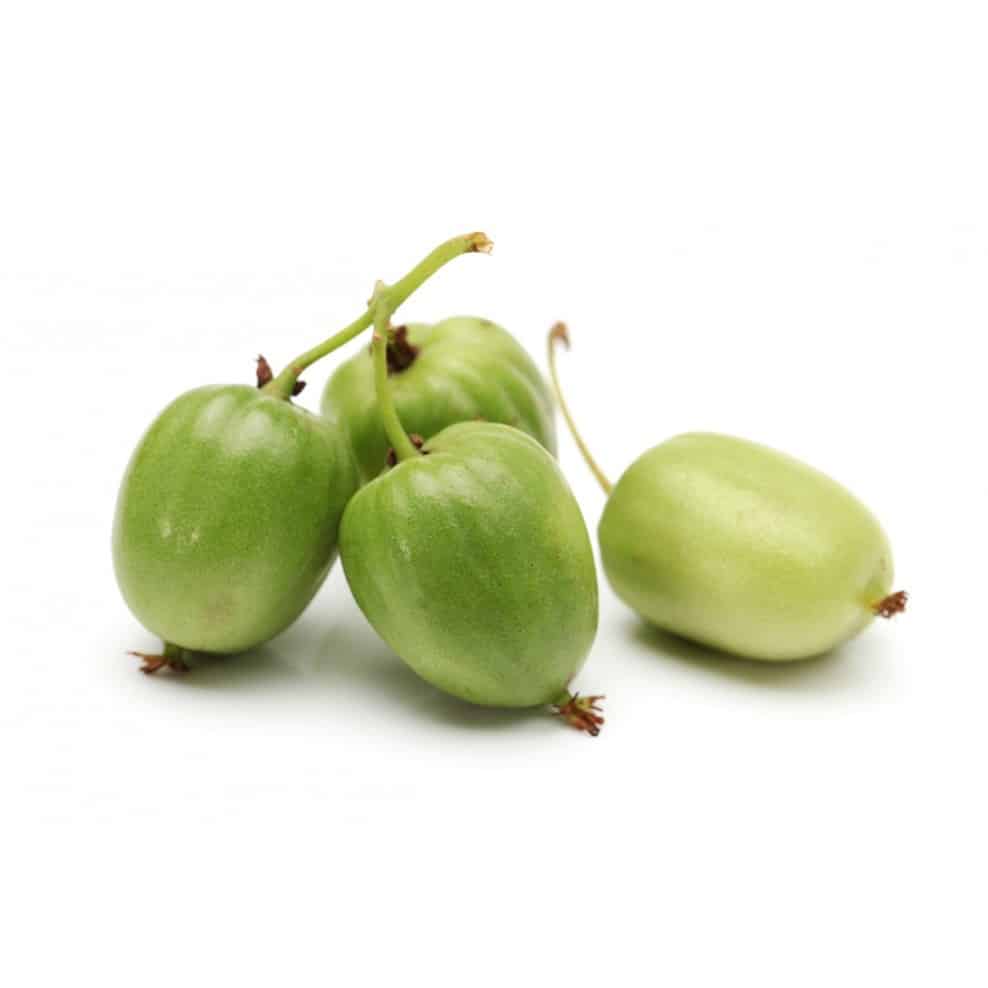 Kiwi arctique ‘September Sun’ (Femelle)