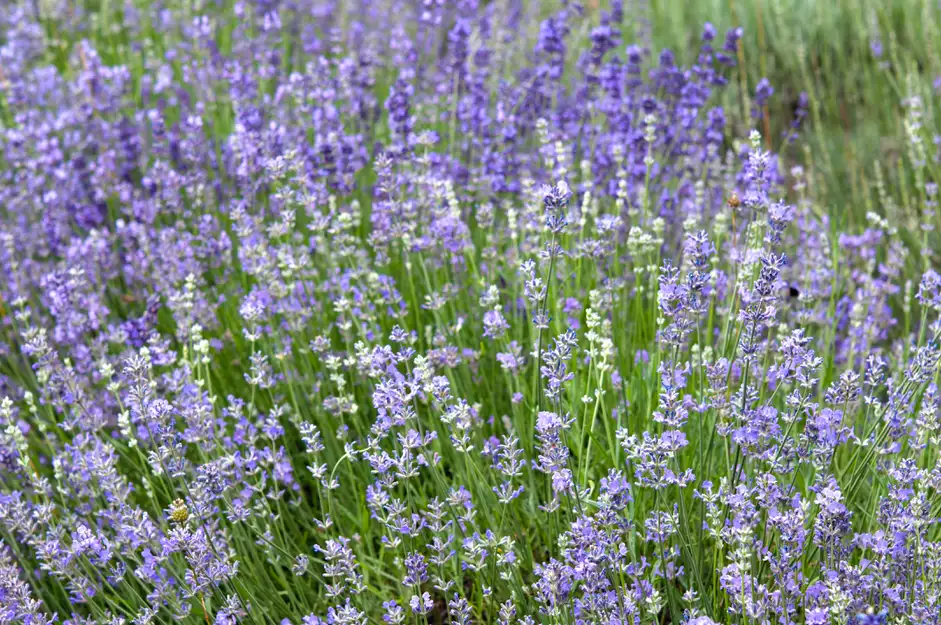 Lavande vraie ‘Munstead’