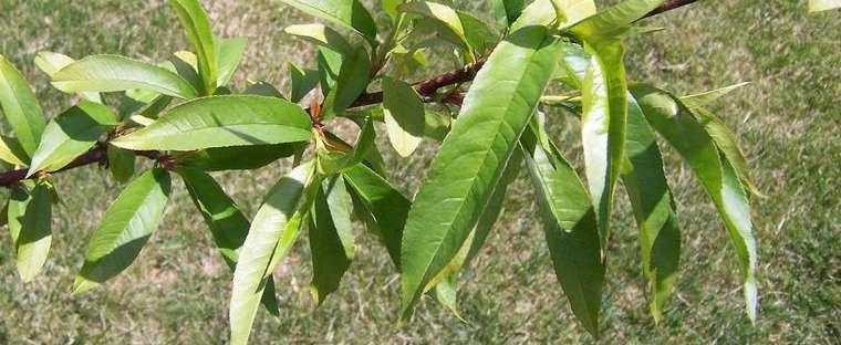 Prunus persica ‘Reliance’