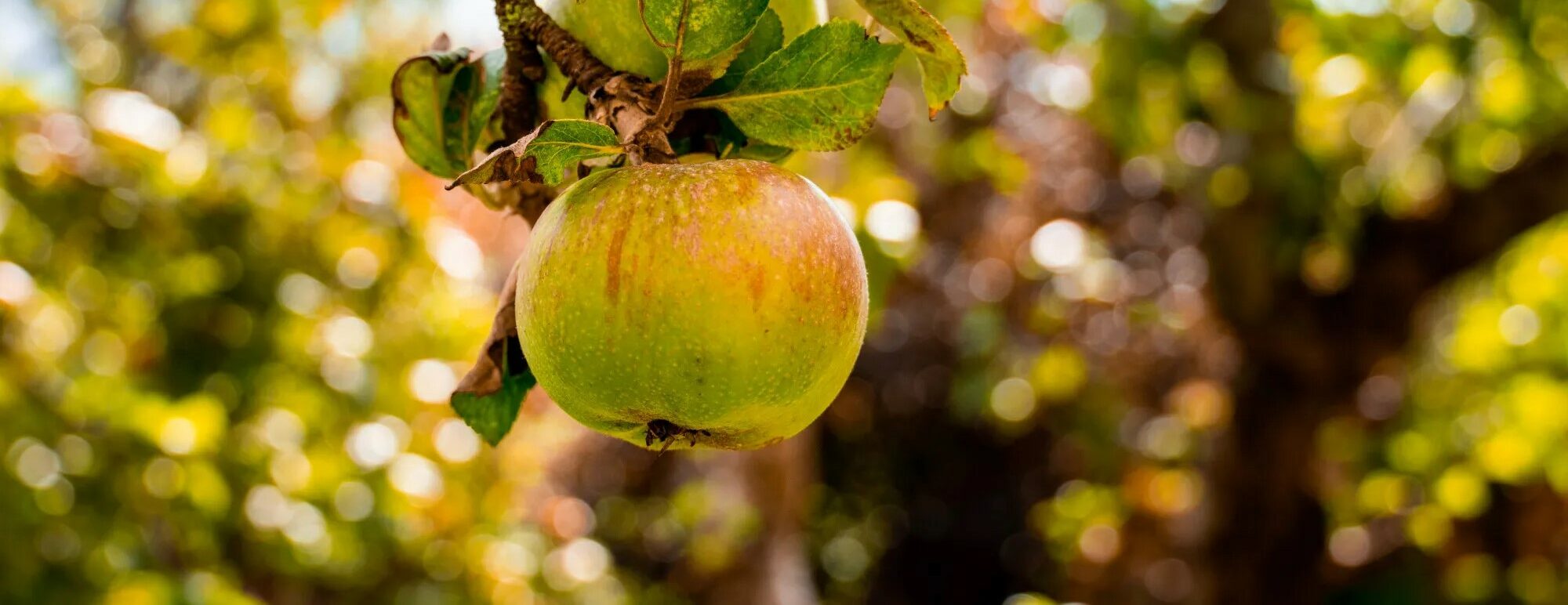 Pommier colonnaire ‘Blushing Delight’