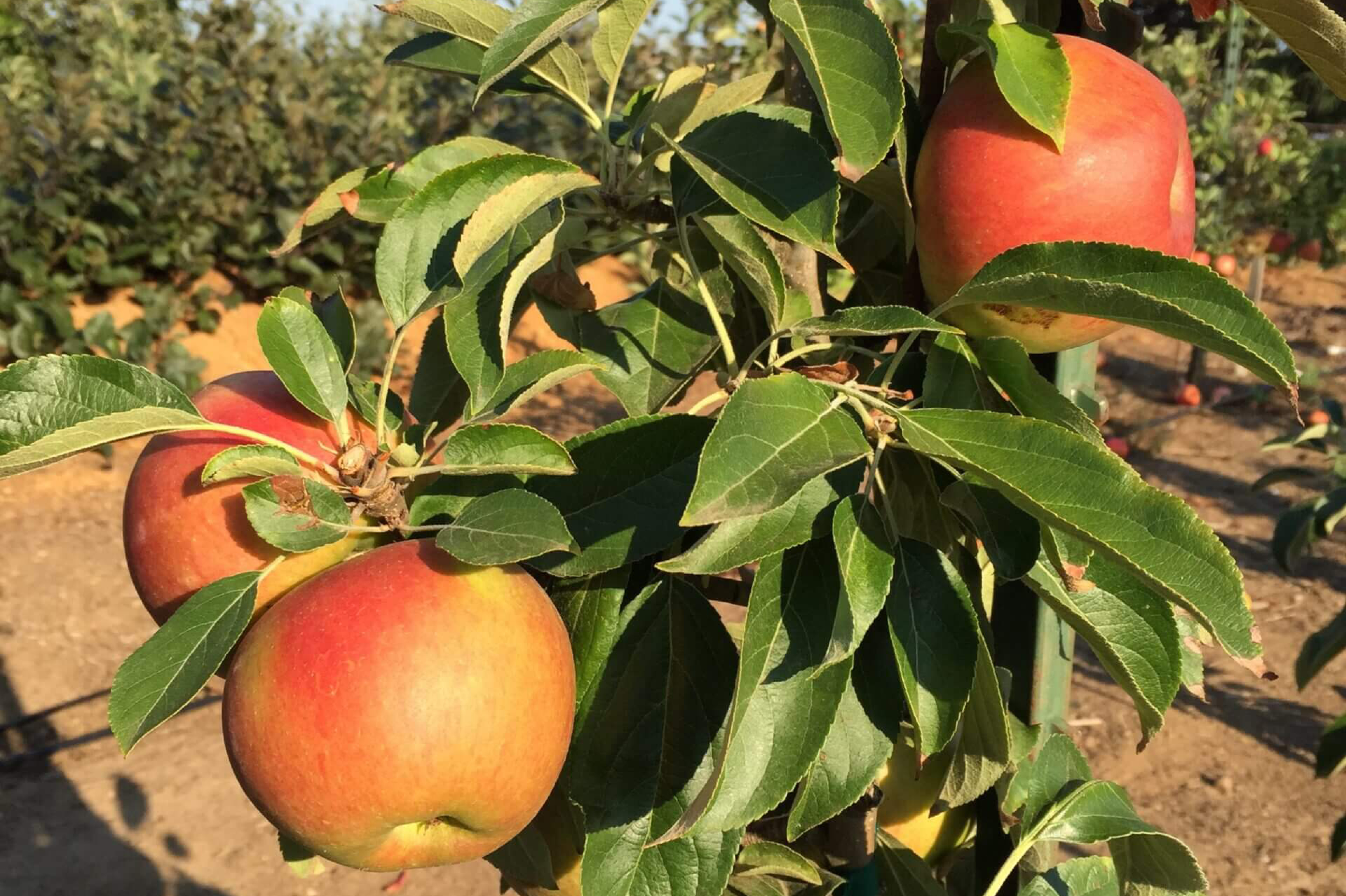 Pommier colonnaire ‘Blushing Delight’