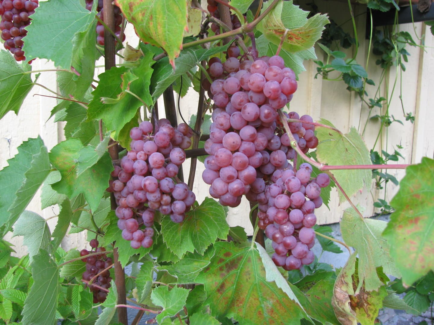Vigne à raisins ‘Somerset’
