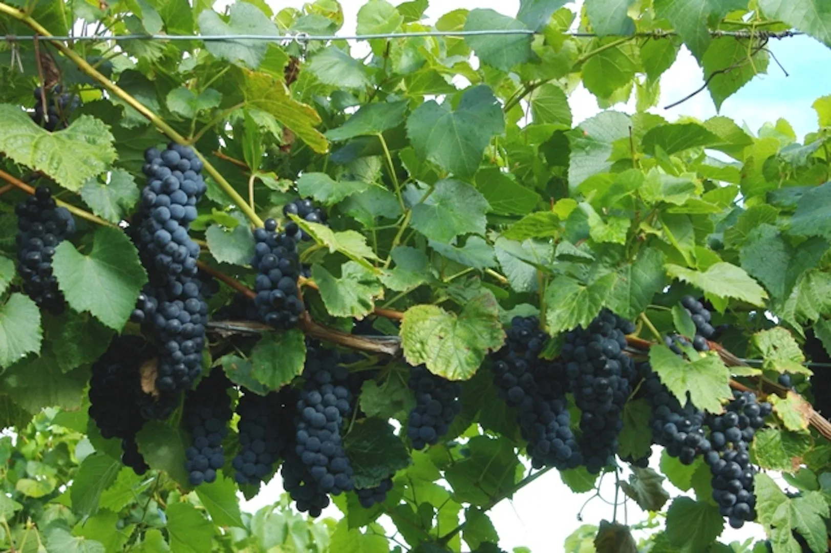 Vigne à raisins ‘Trollhaugen’