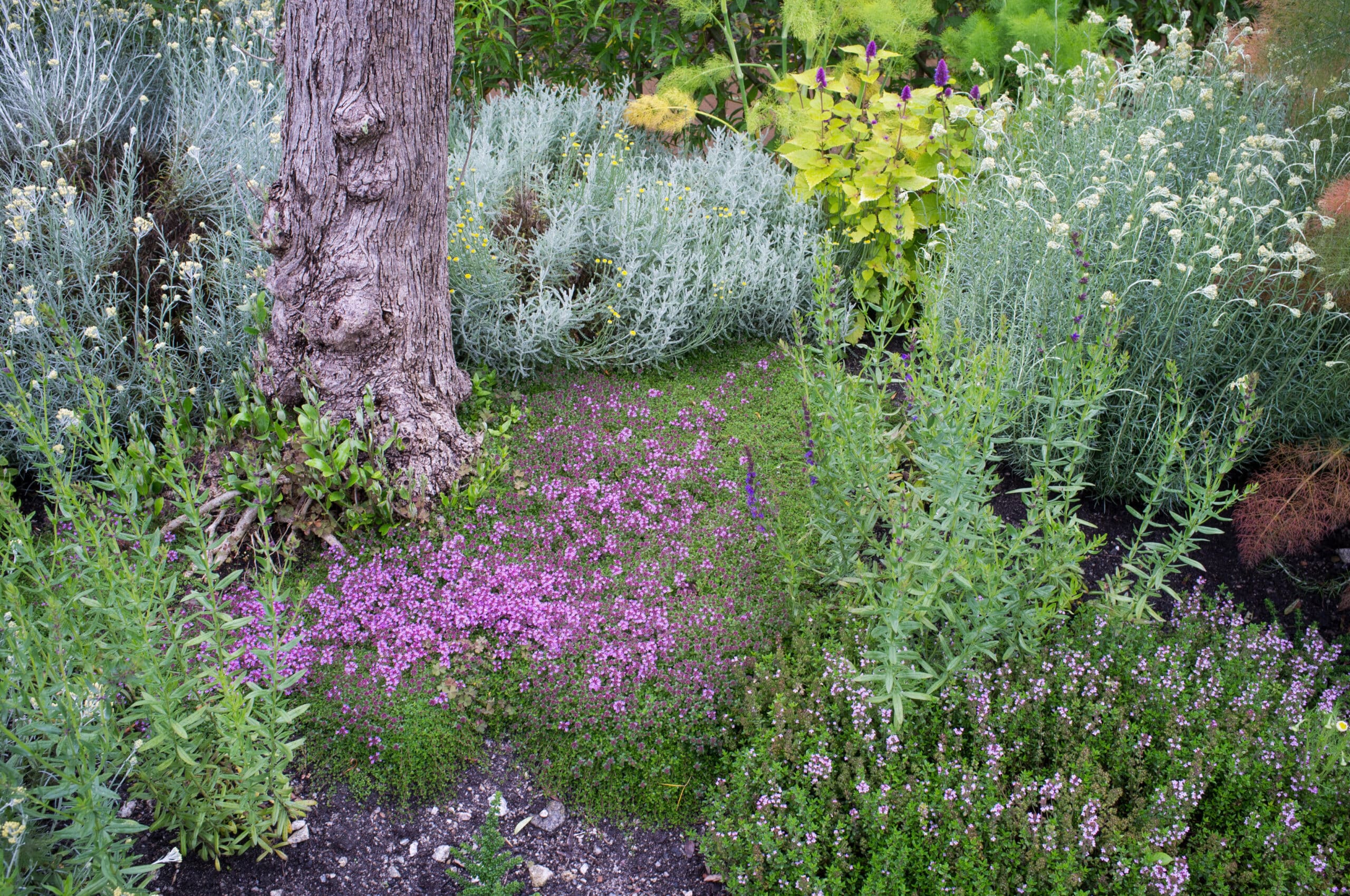 Mixed Herb garden with Thymus
