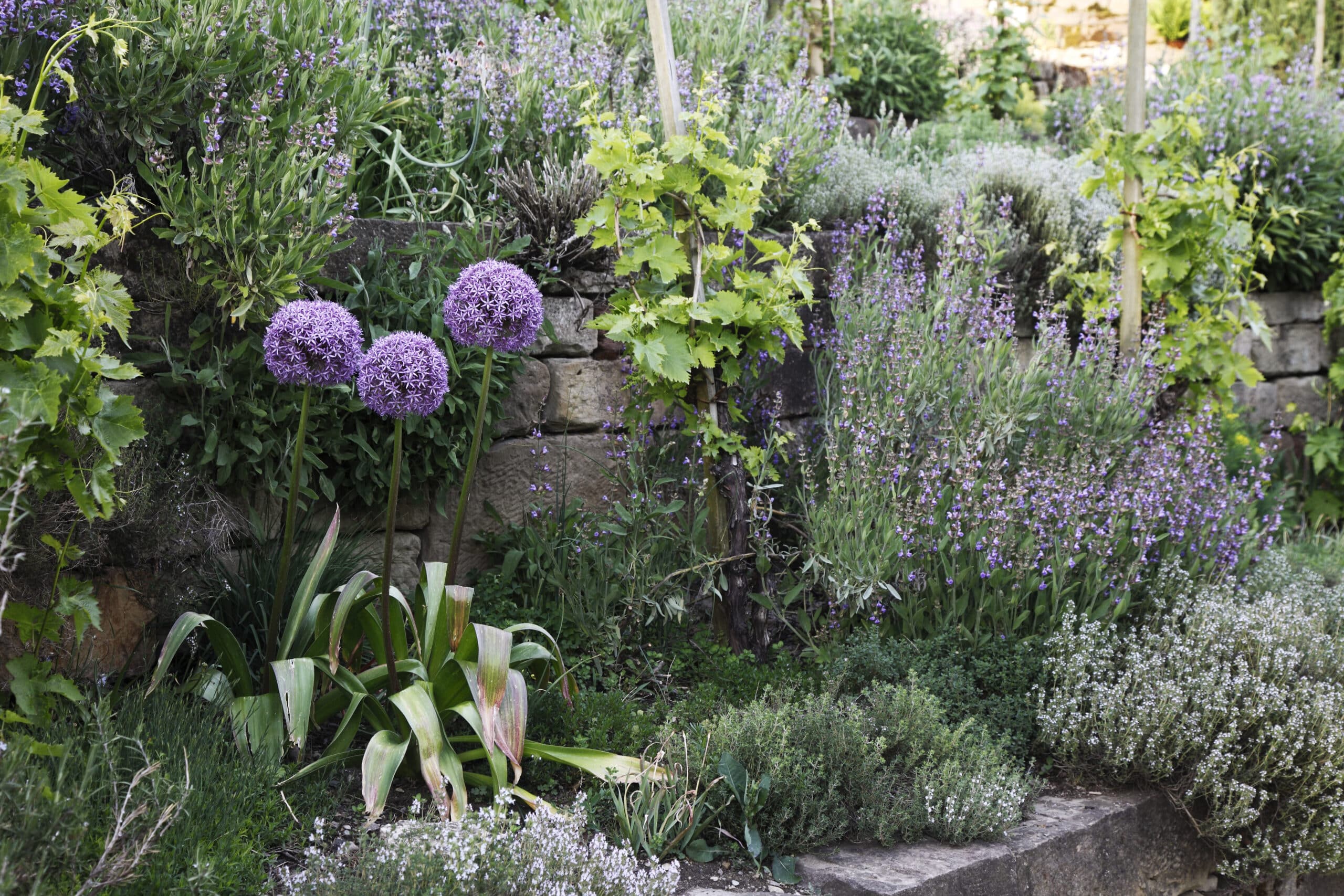 Allium 'Globemaster' ( Onion ) bloom from June to July, before wall with sage ( Salvia ) and thyme ( Thymus ), Vitis vinifera ( wine )