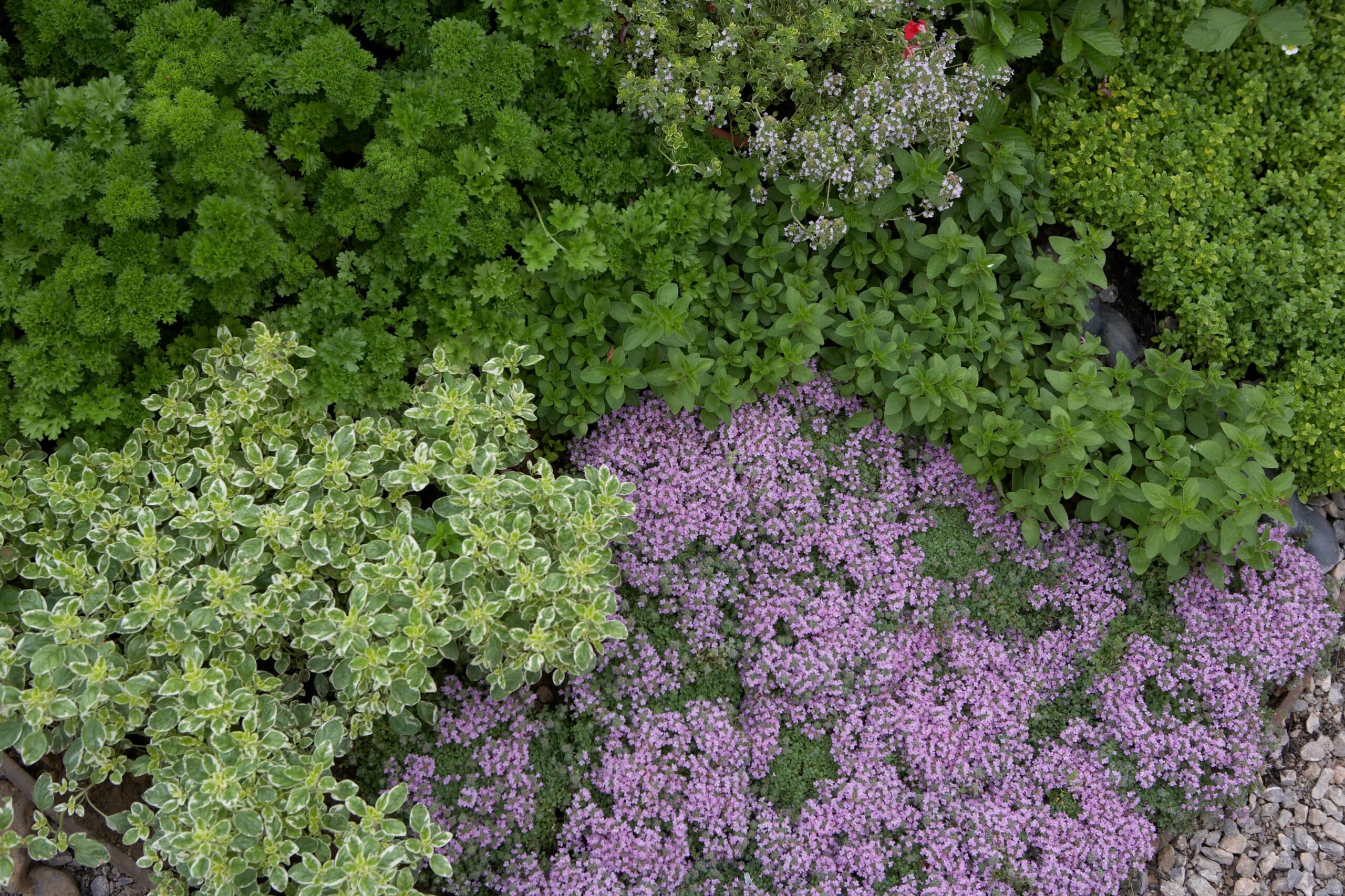 Mint, parsley and various thyme plants in the 'Growing Tastes Allotment Garden' - RHS Hampton Court Flower Show 2009