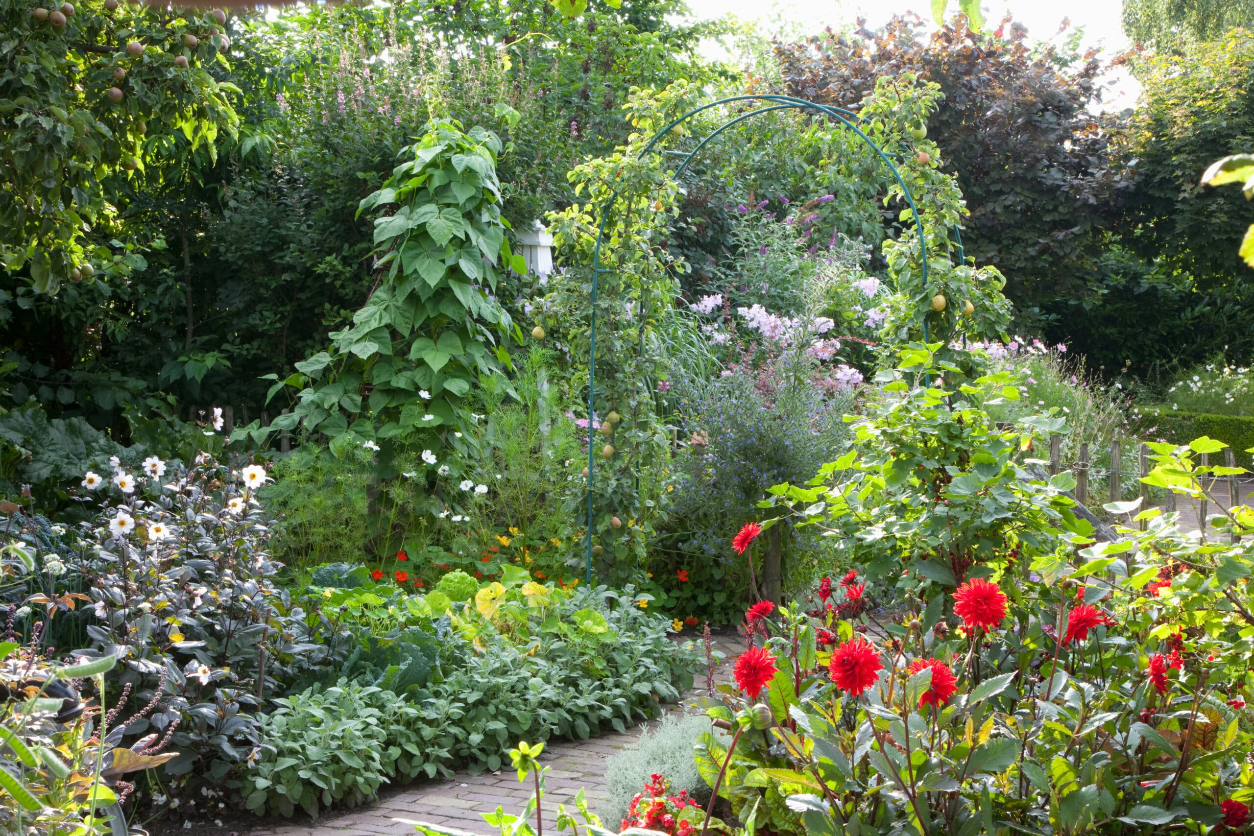 Vegetable garden with Salvia officinalis, Dahlia 'Garden Miracle', Dahlia 'Bishop of Dover', Phaseolus, Pyrus communis 'Kruidenierspeer' and Ribes rubrum 'Jonkheer van Tets'