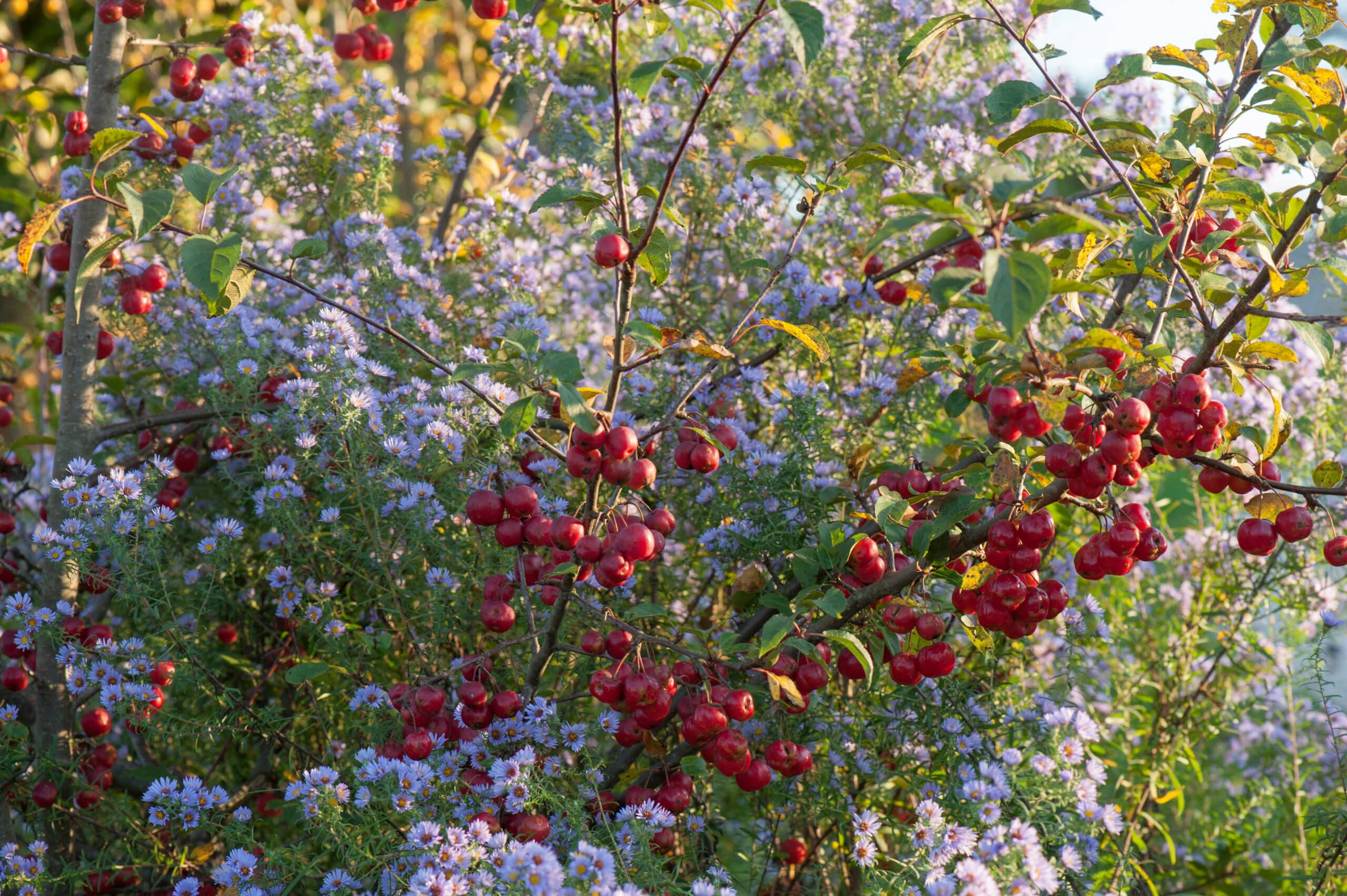 Aster novi-belgii and branches of Malus 'Evereste' - Ornamental apple with fruits