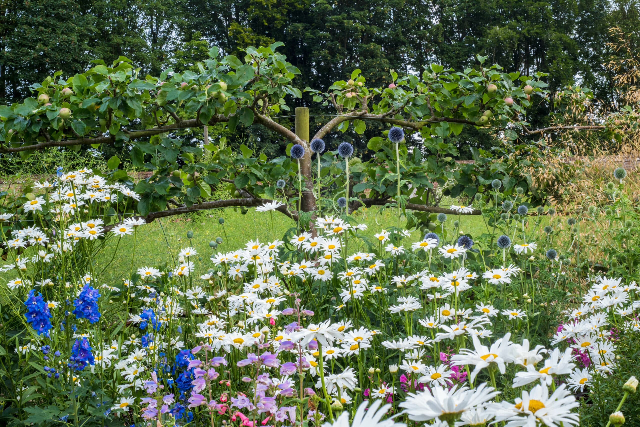 Leucanthemum x superbum, Echinops and delphiniums - White and blue planting with espalier fruit tree