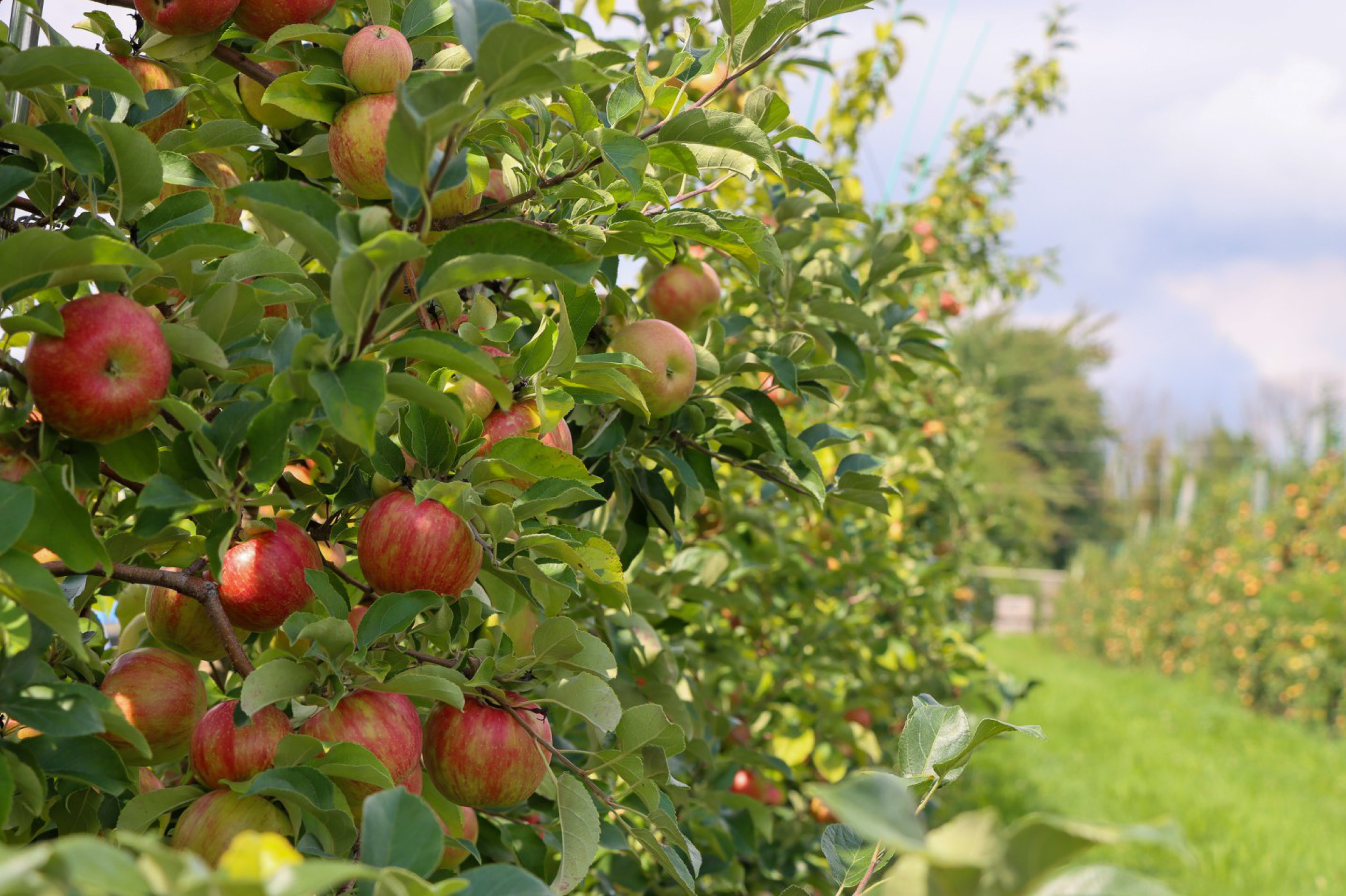 Pommetier ‘Chesnut’