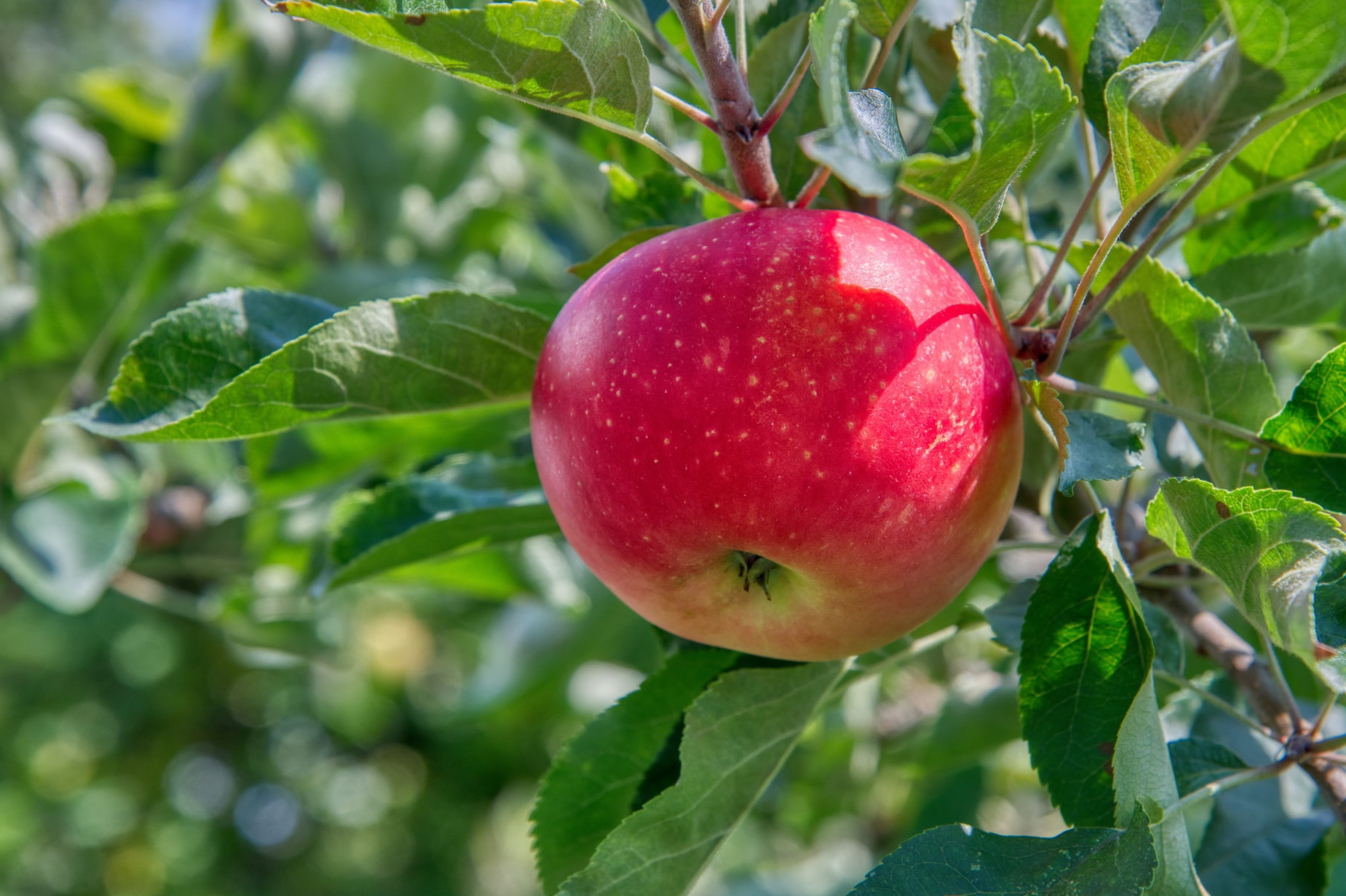 Pommier colonnaire ‘MacExcel’