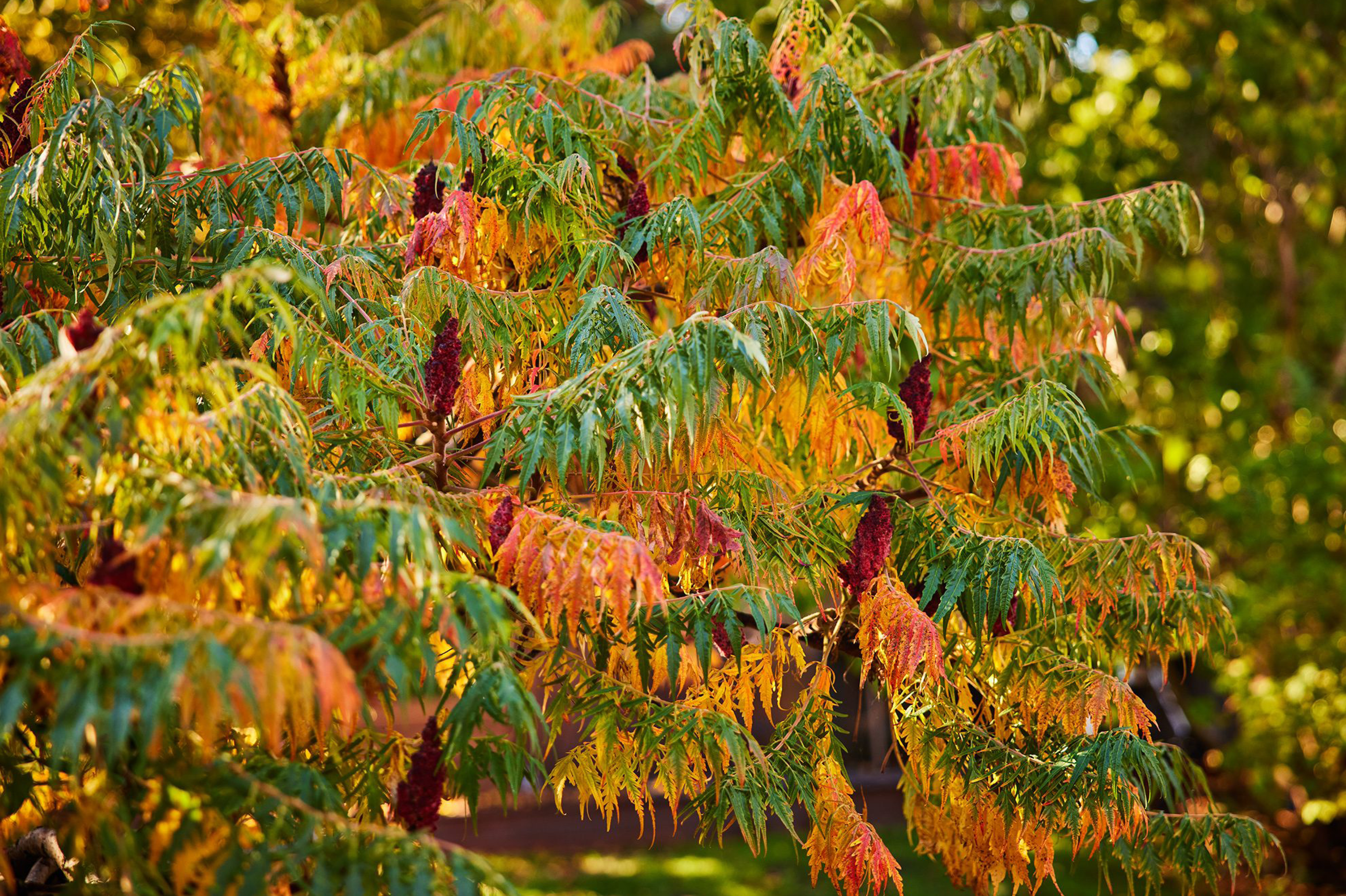 Sumac doré de Virginie ‘Tiger Eyes’