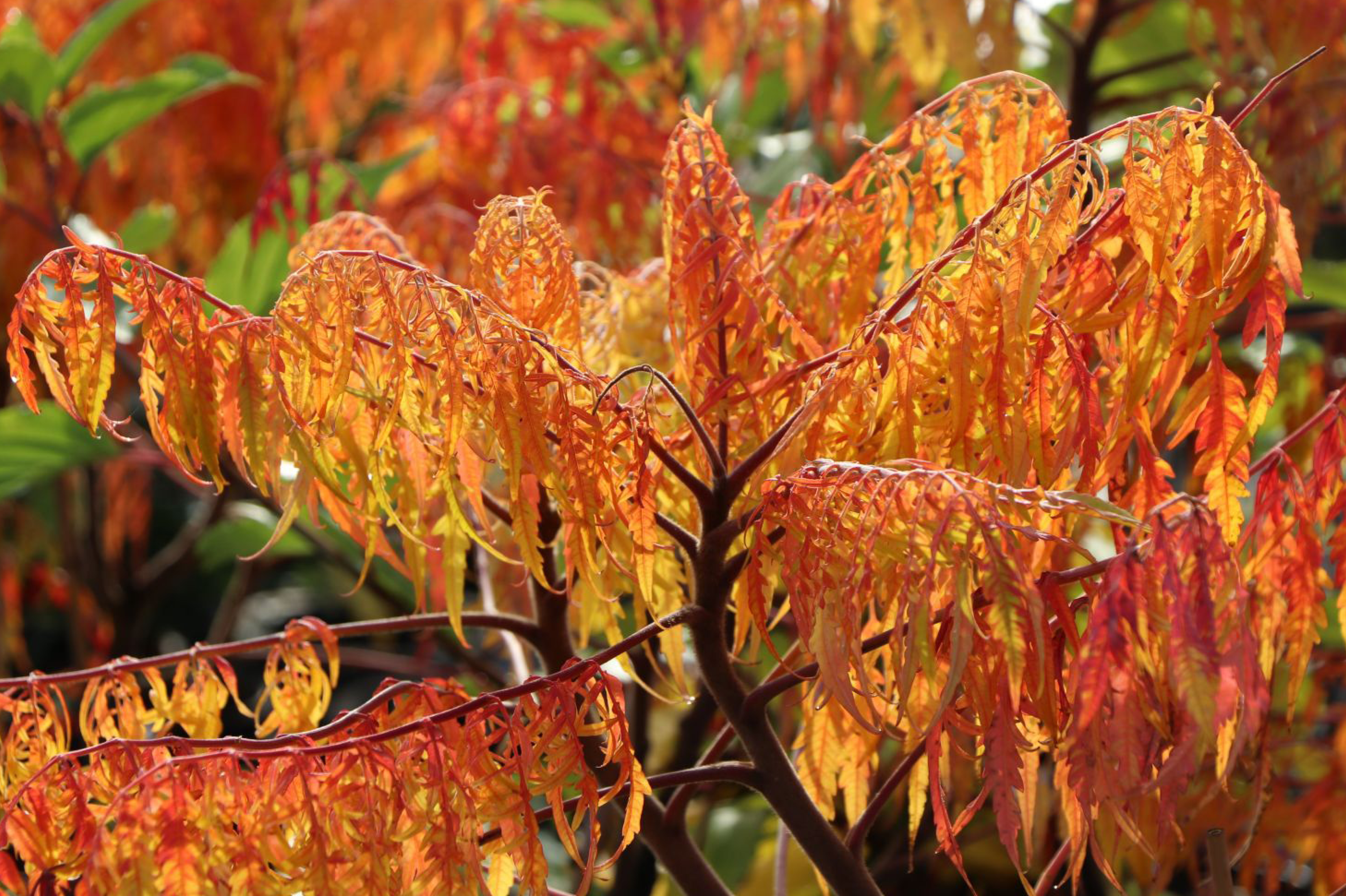 Sumac doré de Virginie ‘Tiger Eyes’