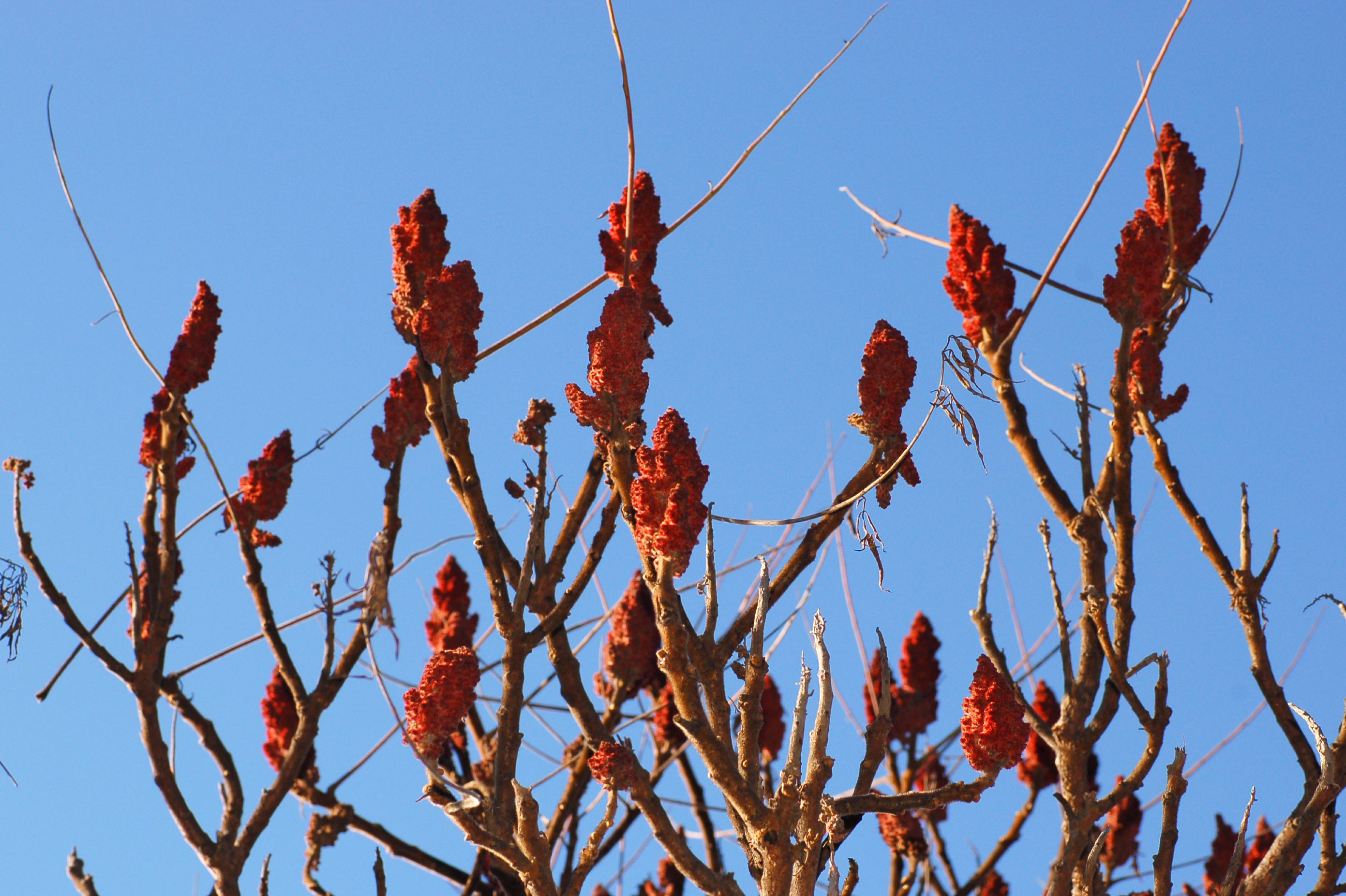 Sumac doré de Virginie ‘Tiger Eyes’