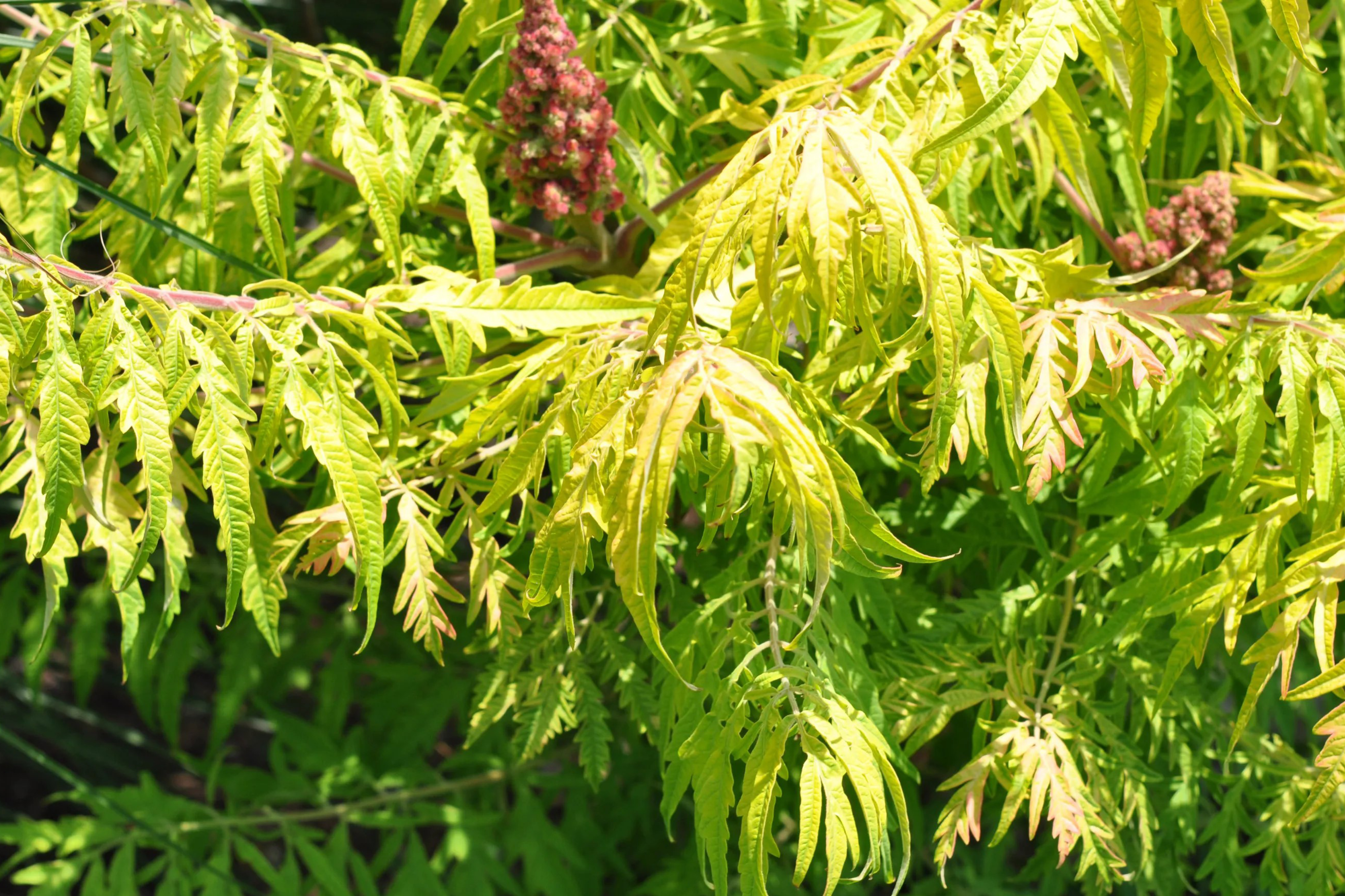 Sumac doré de Virginie ‘Tiger Eyes’