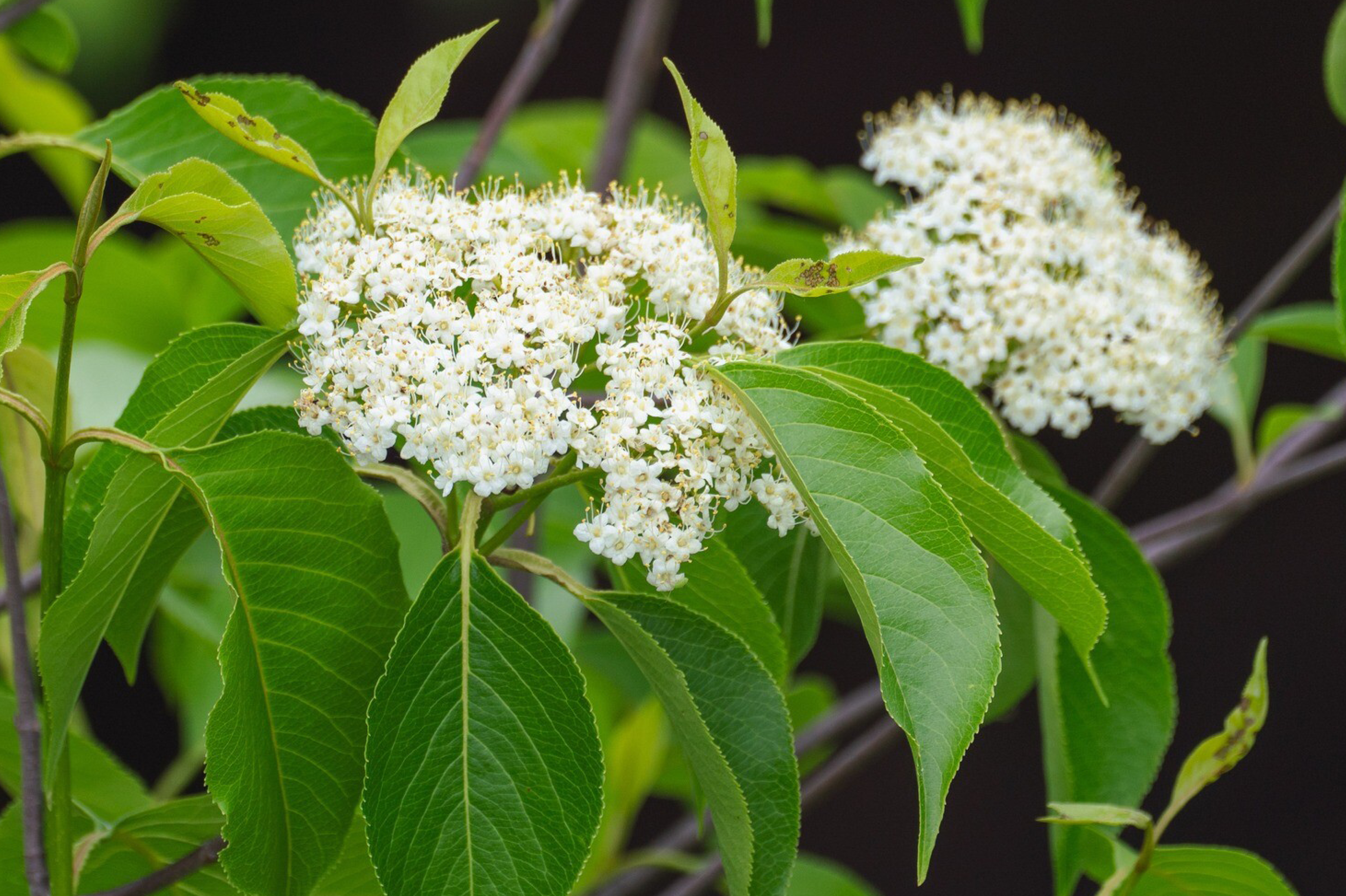 Viorne lentago