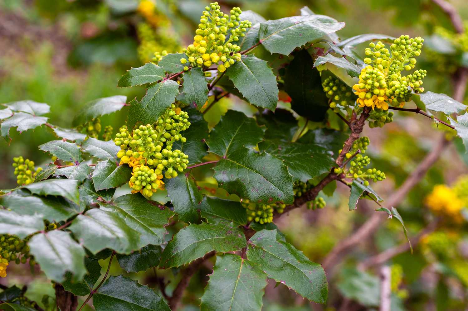 Mahonia à feuilles de houx