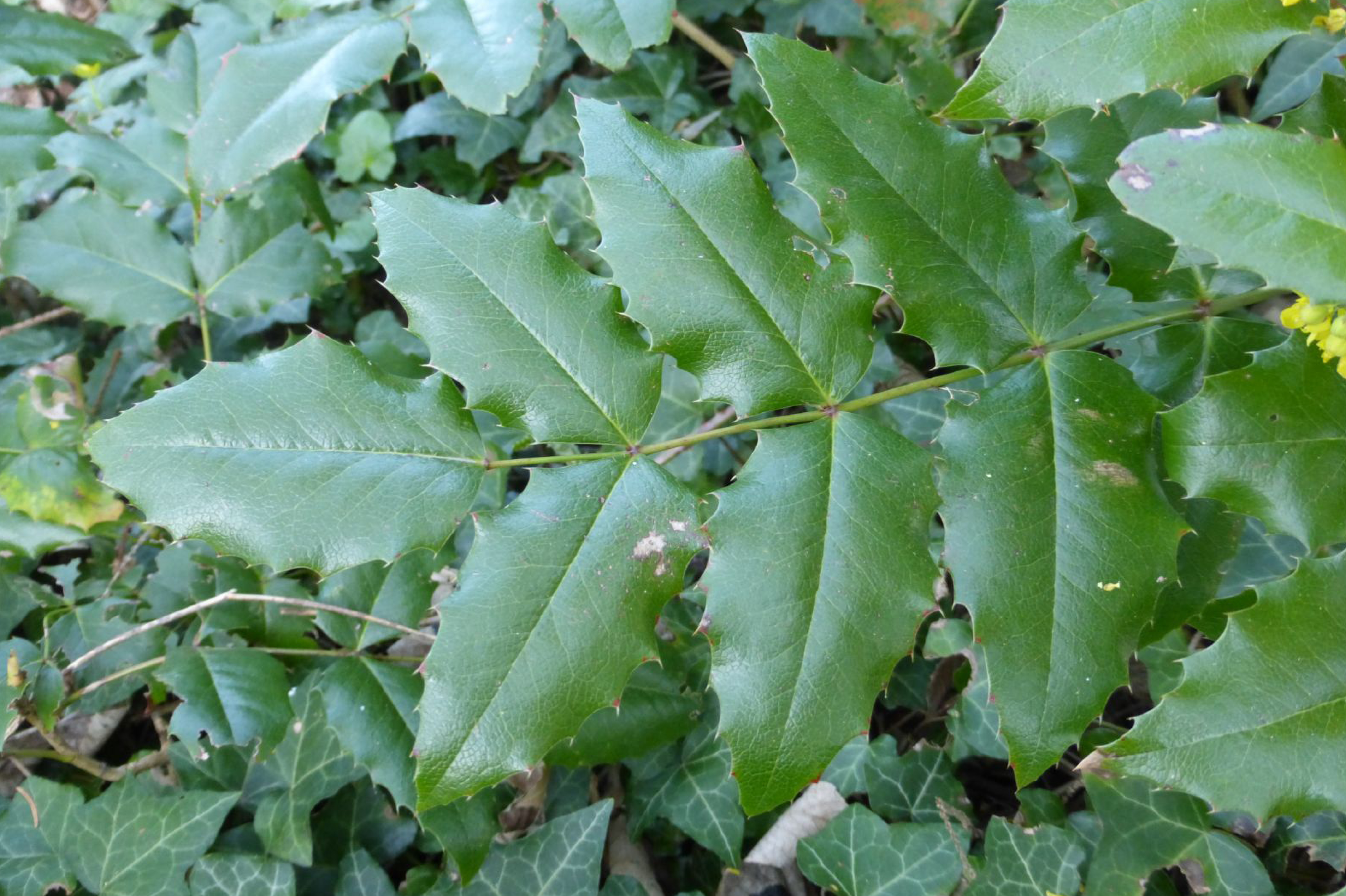 Mahonia à feuilles de houx