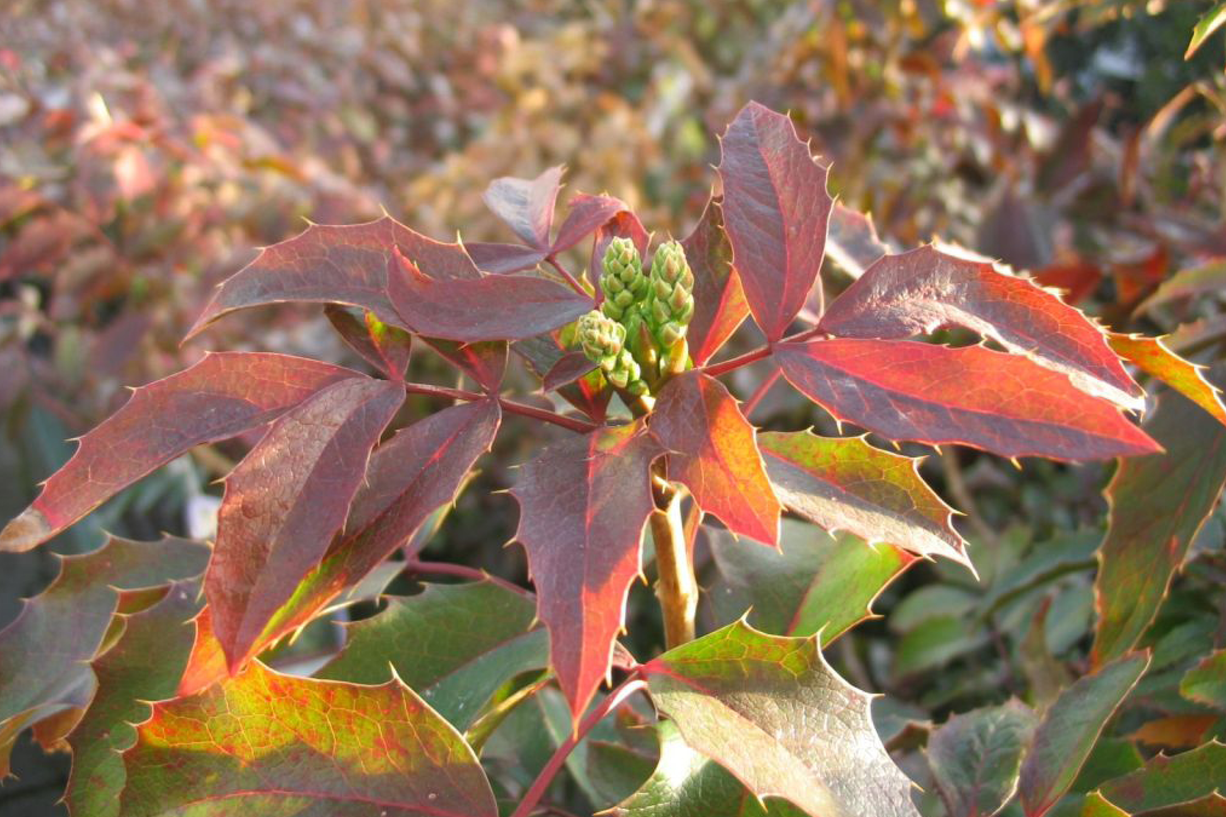 Mahonia à feuilles de houx