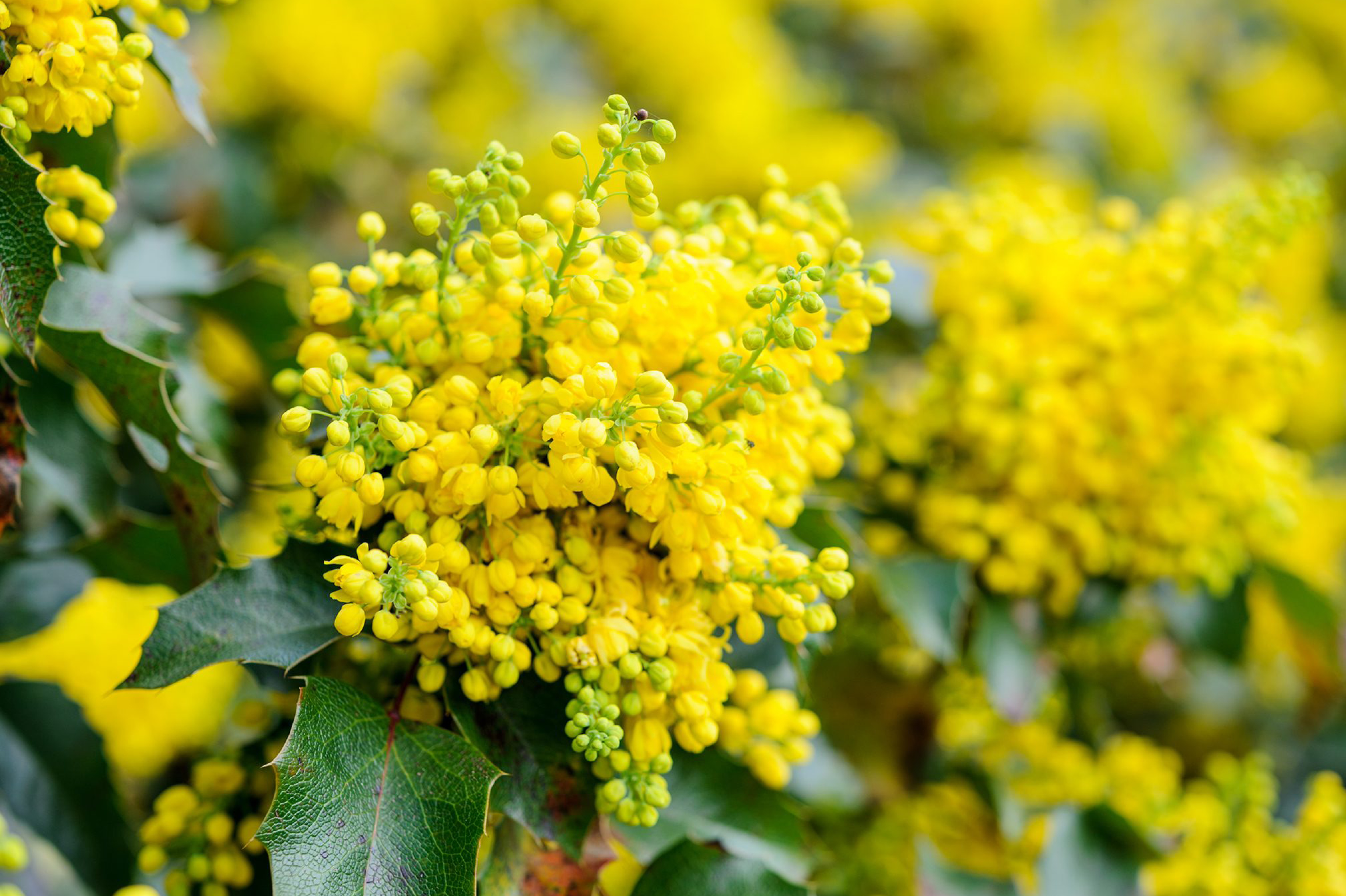 Mahonia à feuilles de houx