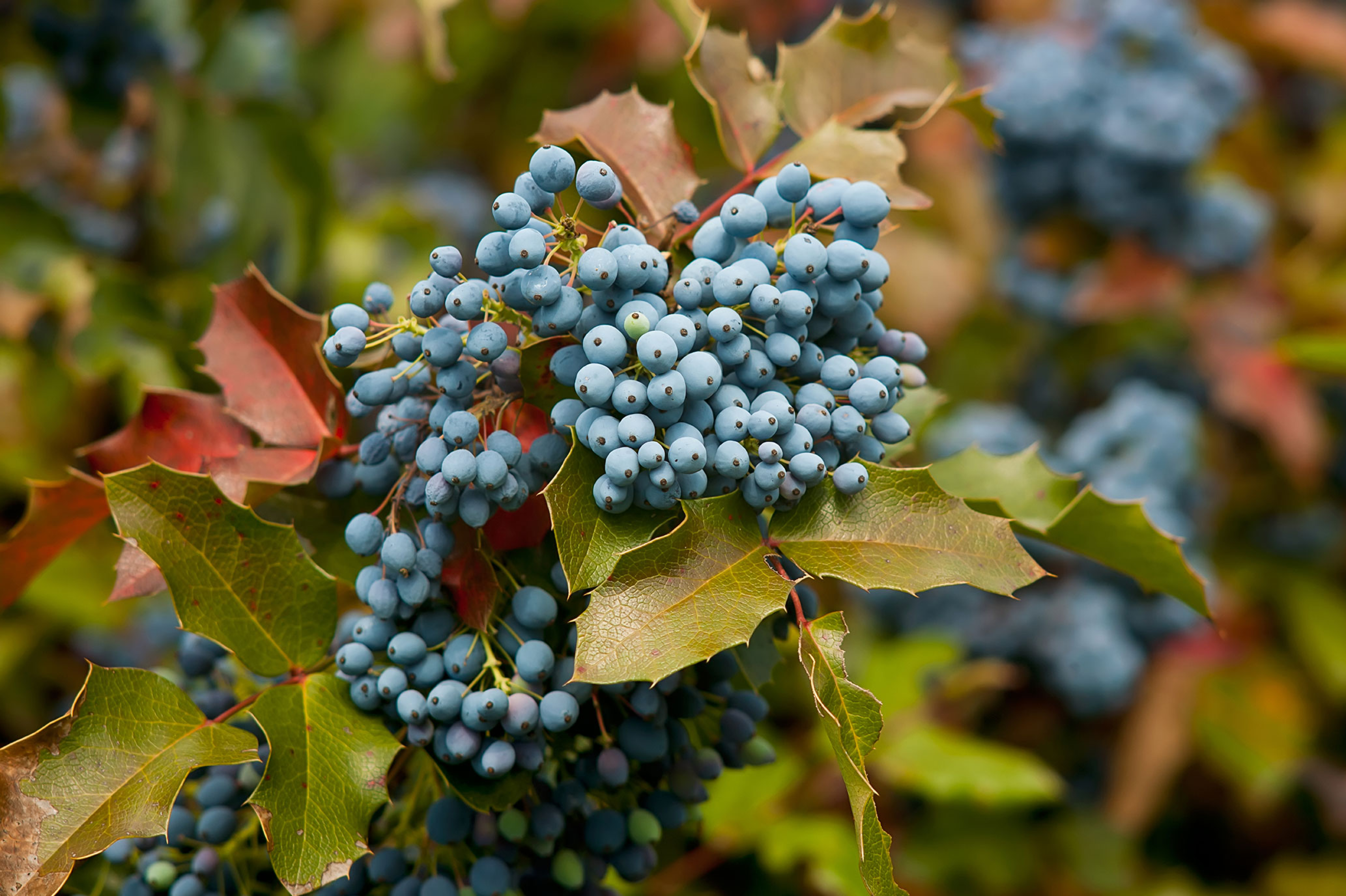 Mahonia à feuilles de houx