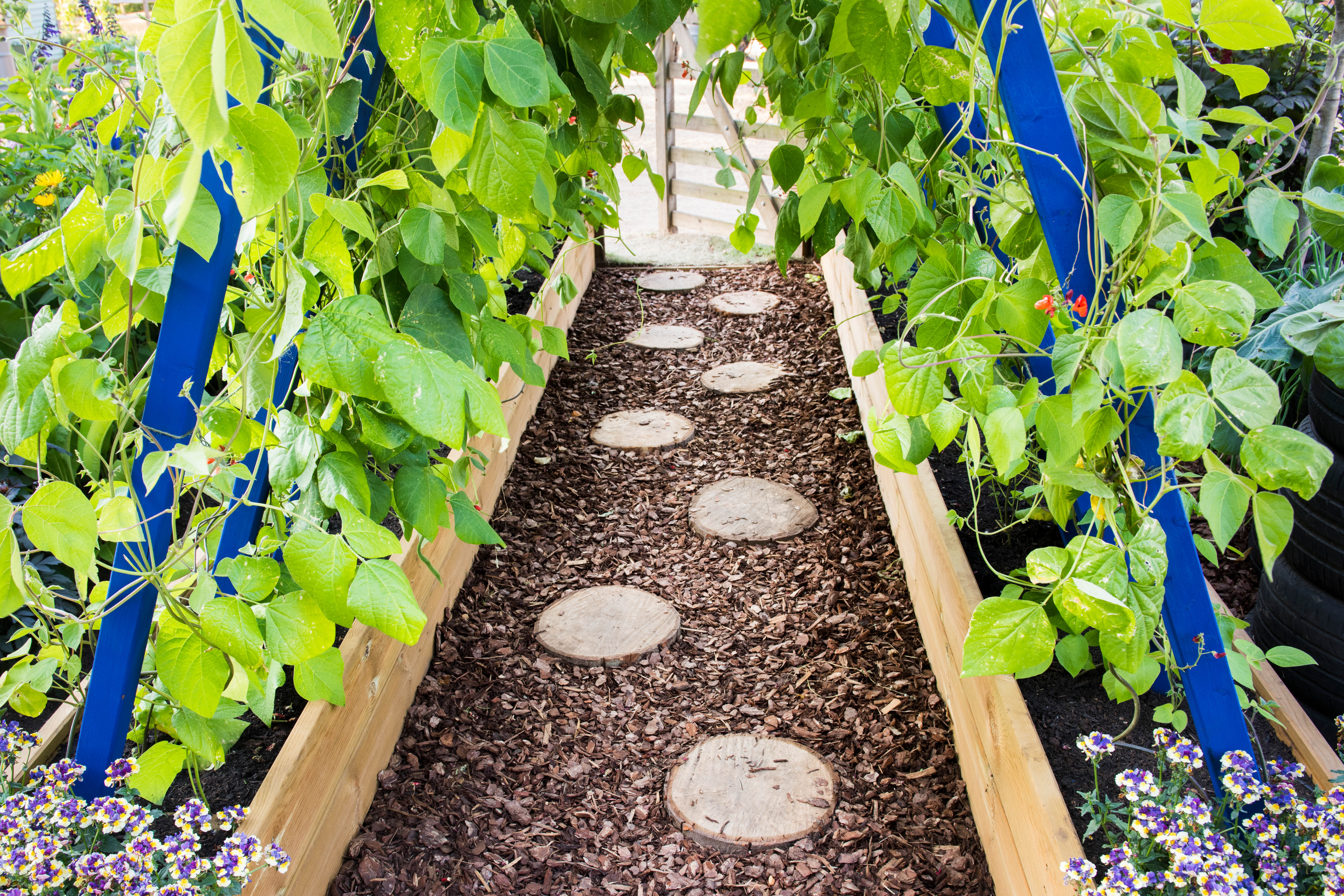 Path made from sliced logs between raised beds with runner beans. RHS Grow Your Own with The Raymond Blanc Gardening School, RHS Hampton Court Palace Flower Show, 2018.