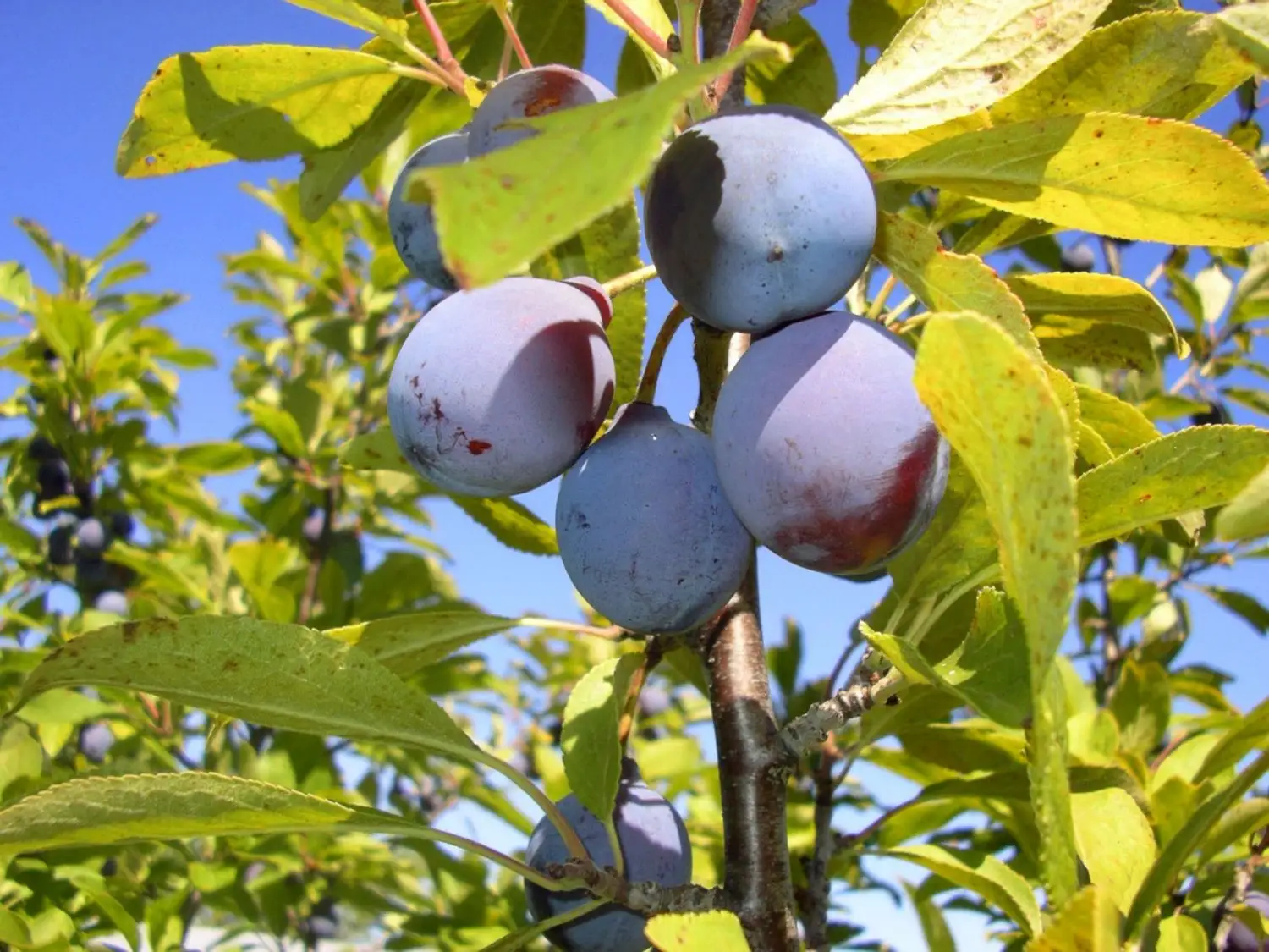 Prunier ‘Damas bleu’