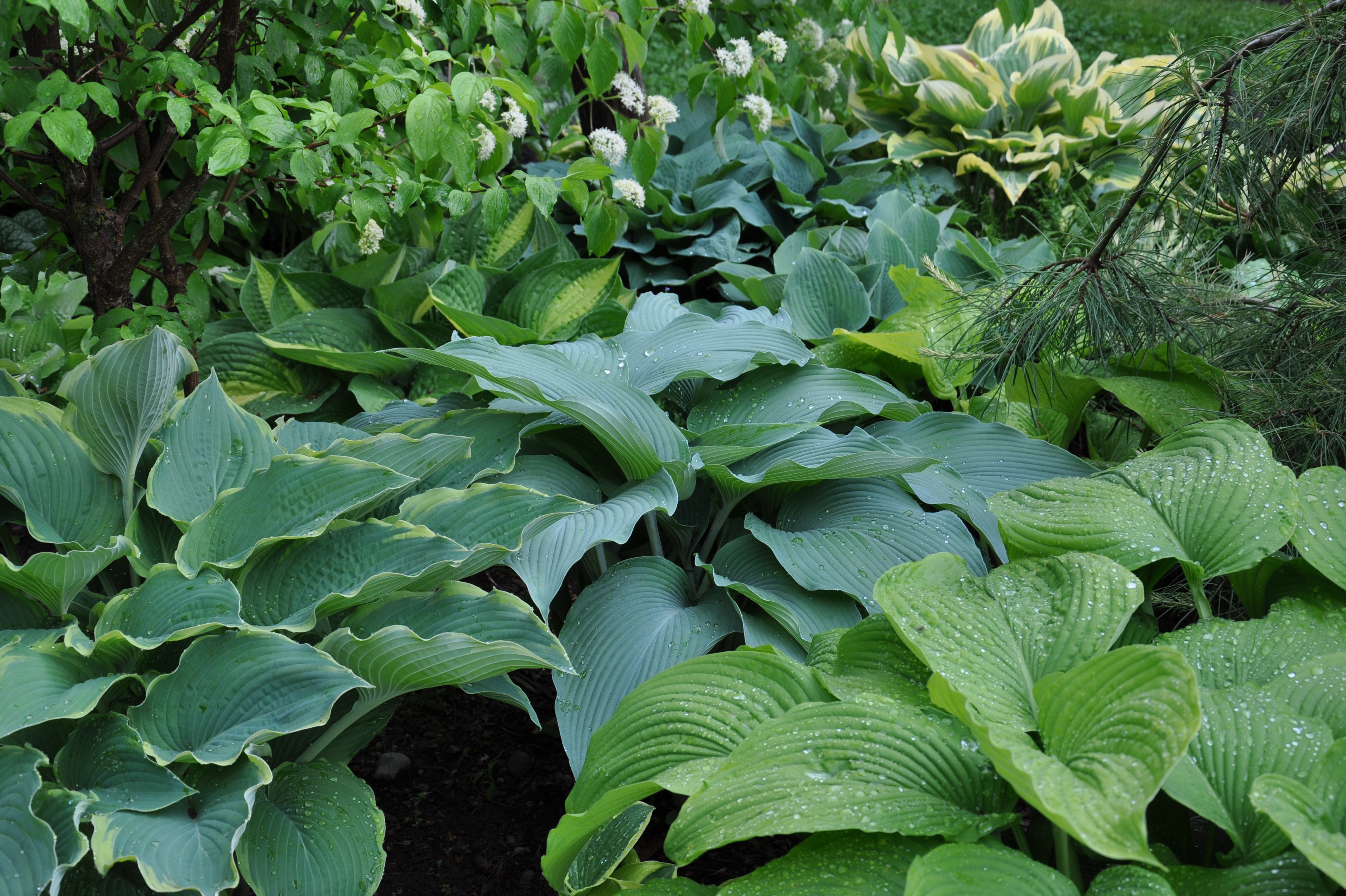 Hosta