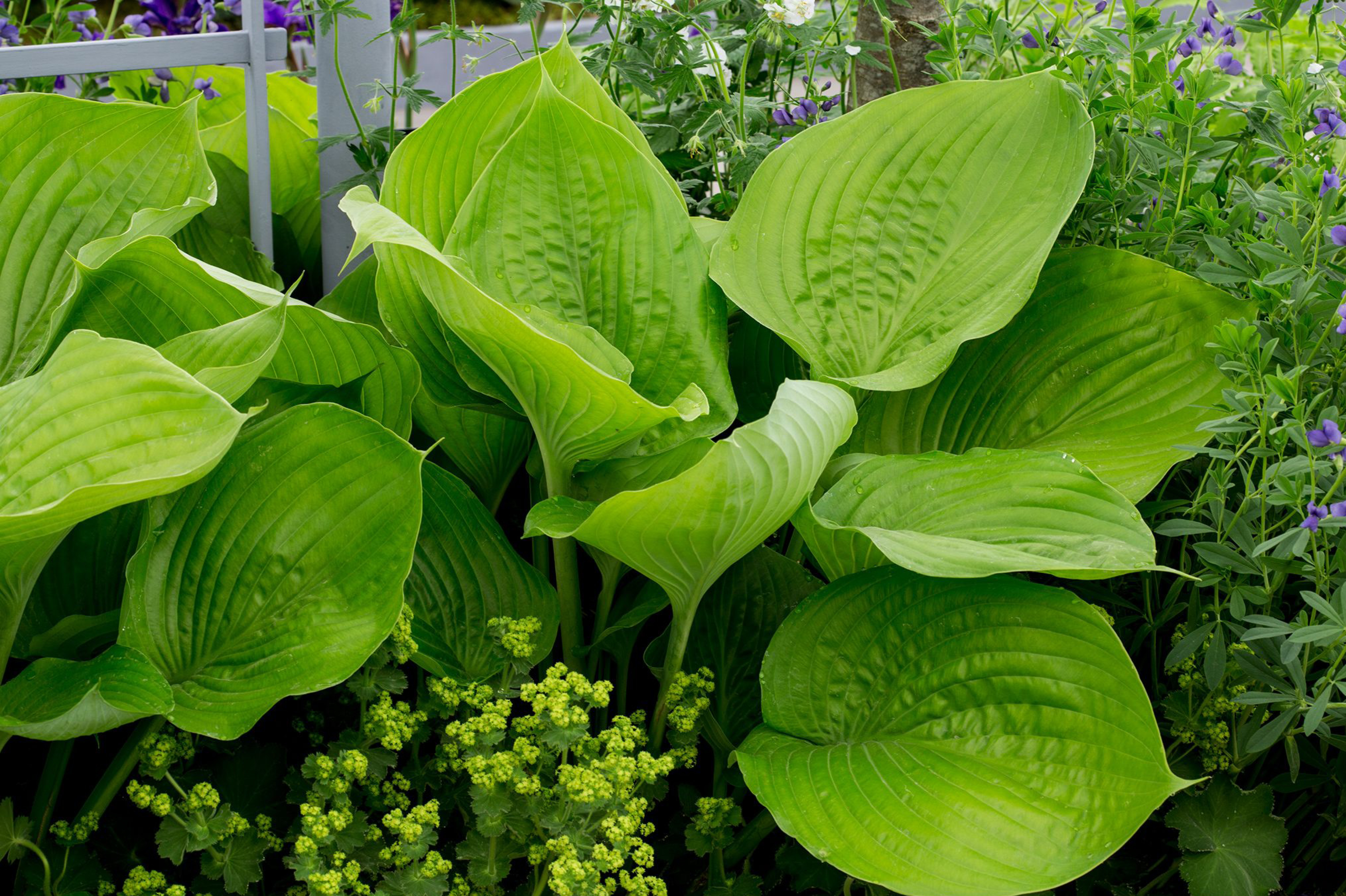 Hosta