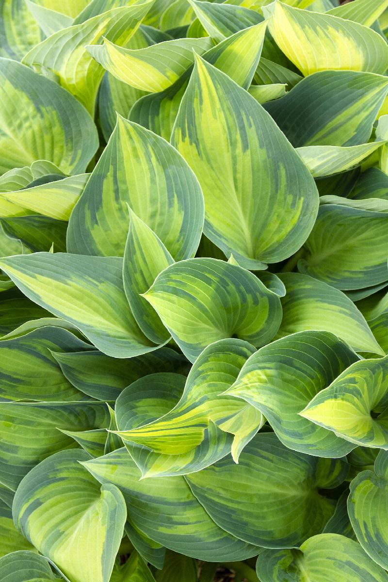 Hosta