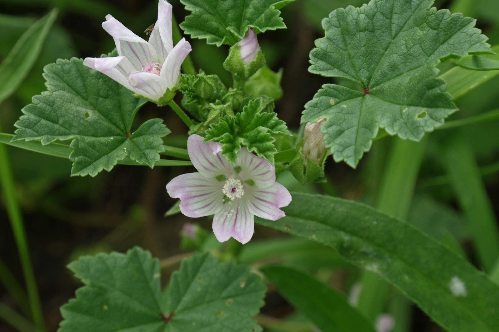 Mauve musquée