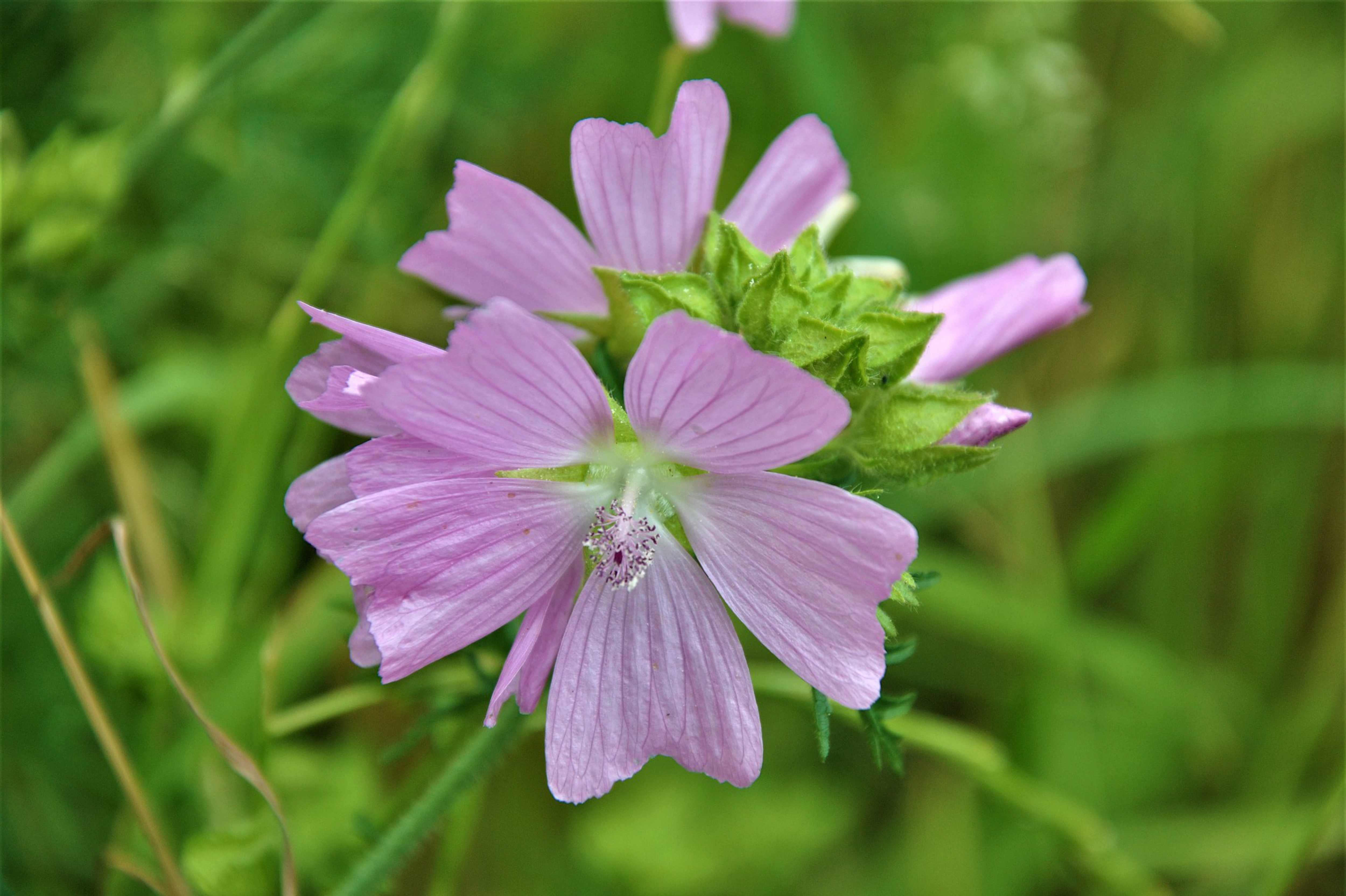 Mauve musquée