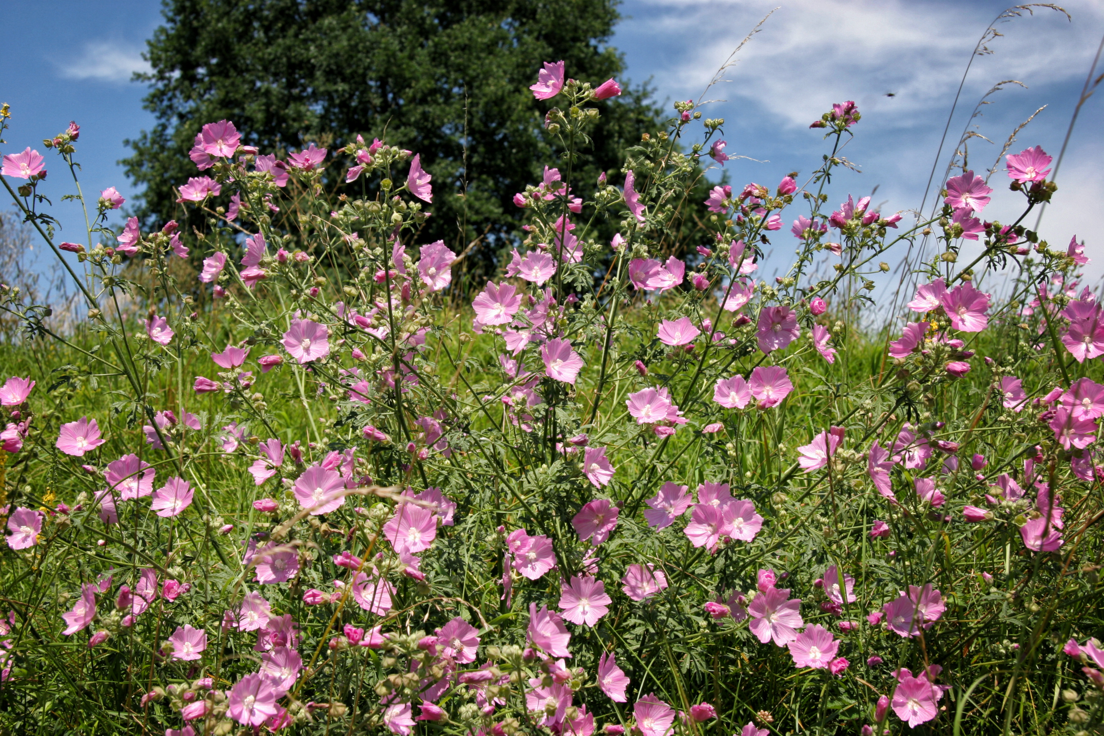 Mauve musquée