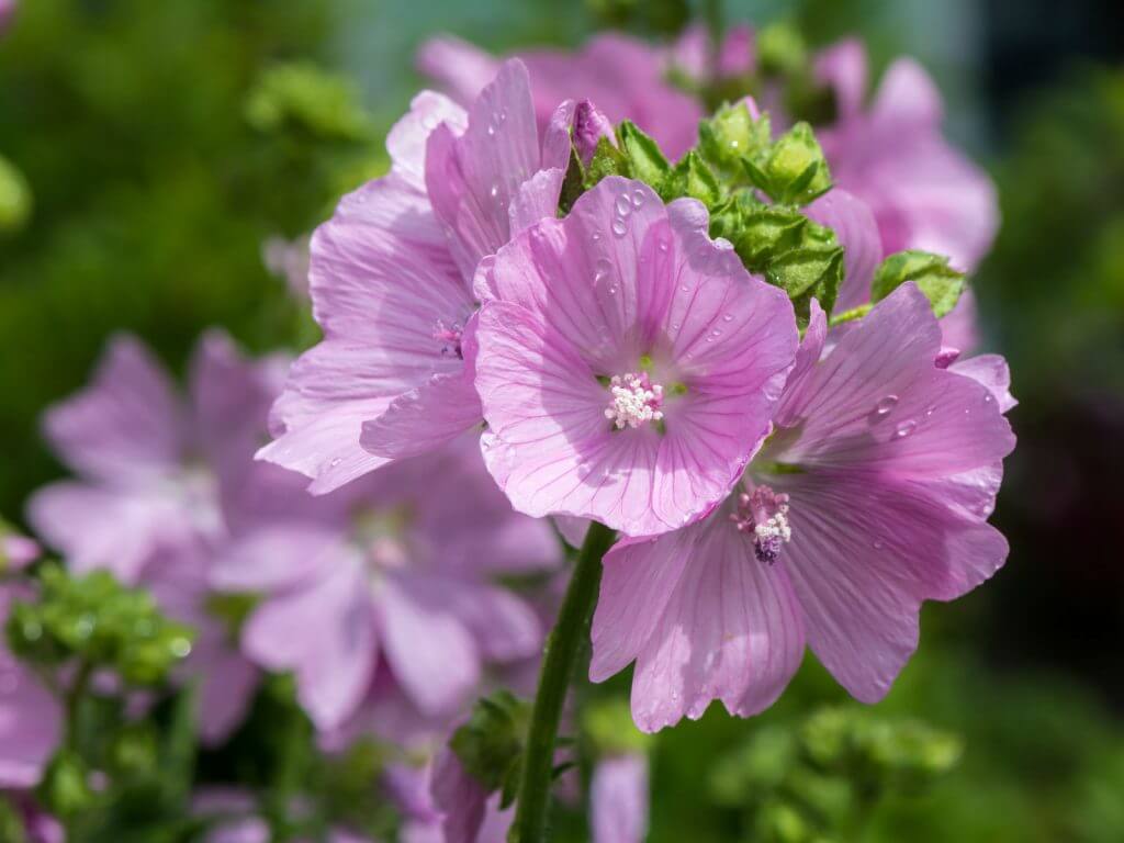 Mauve musquée