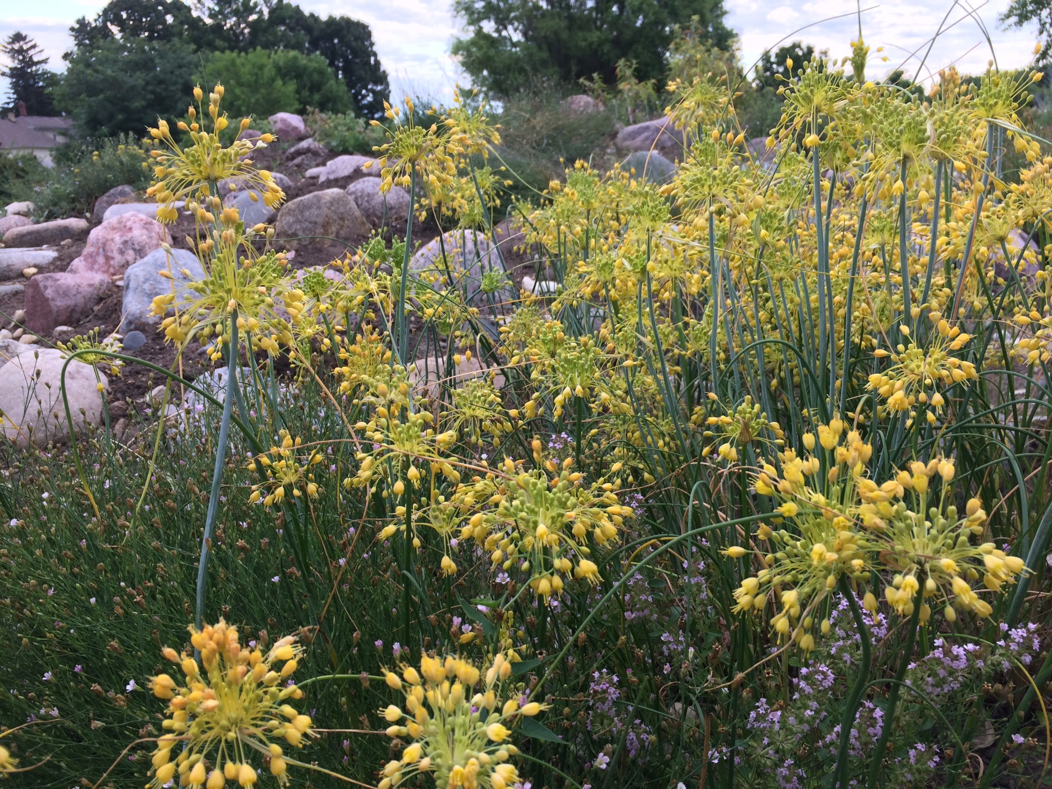 Ail jaune