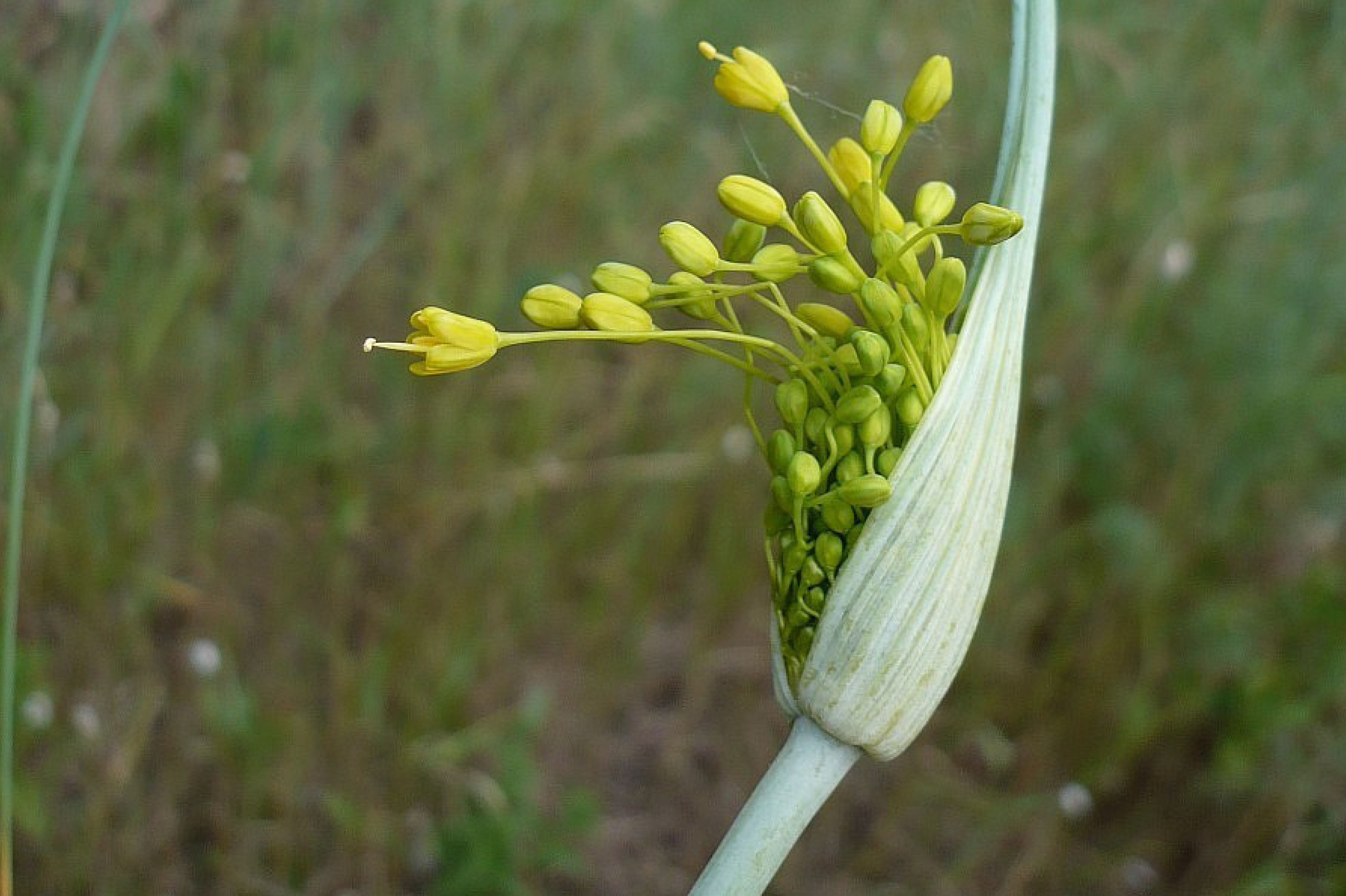 Ail jaune