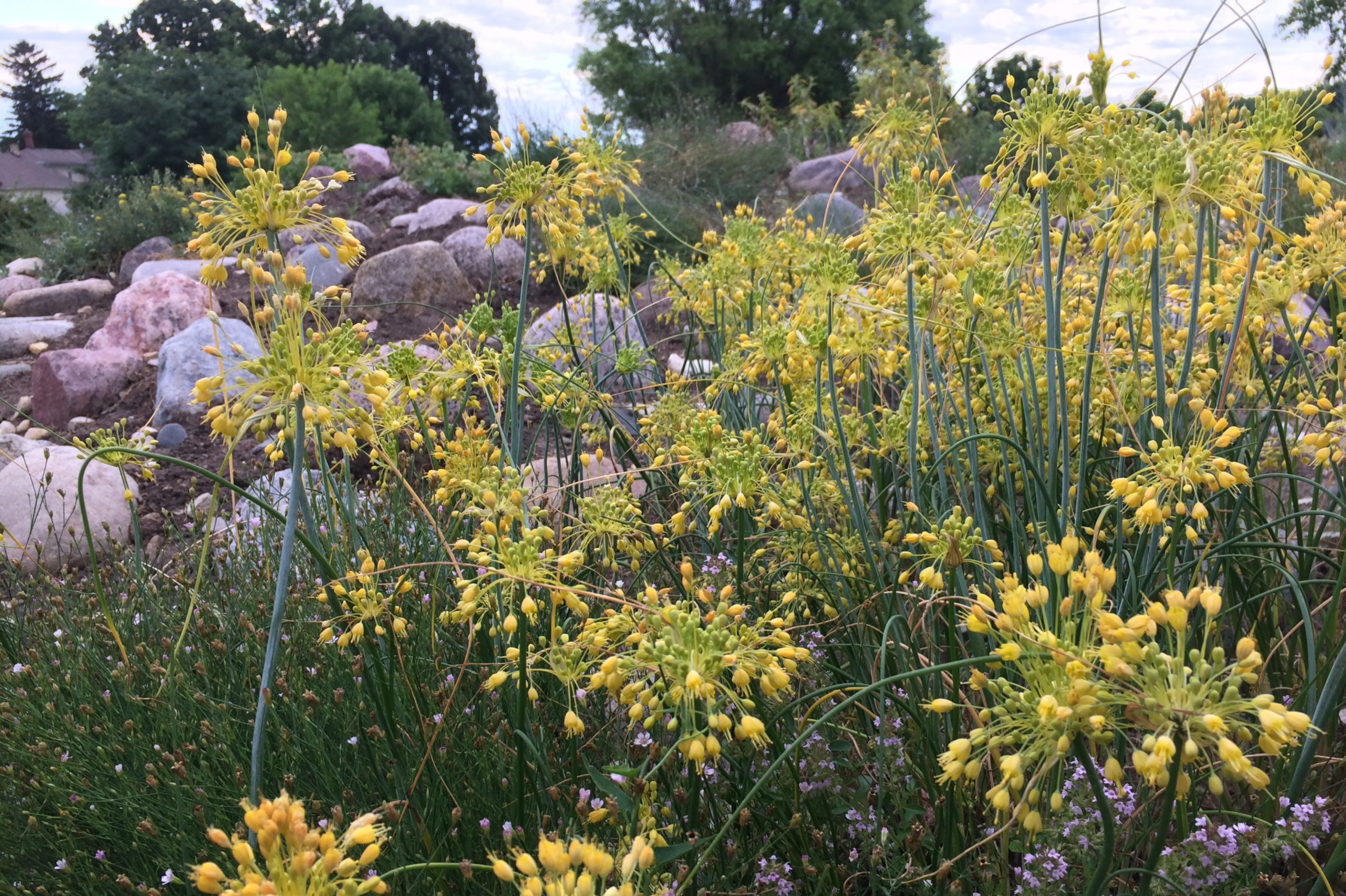 Ail jaune